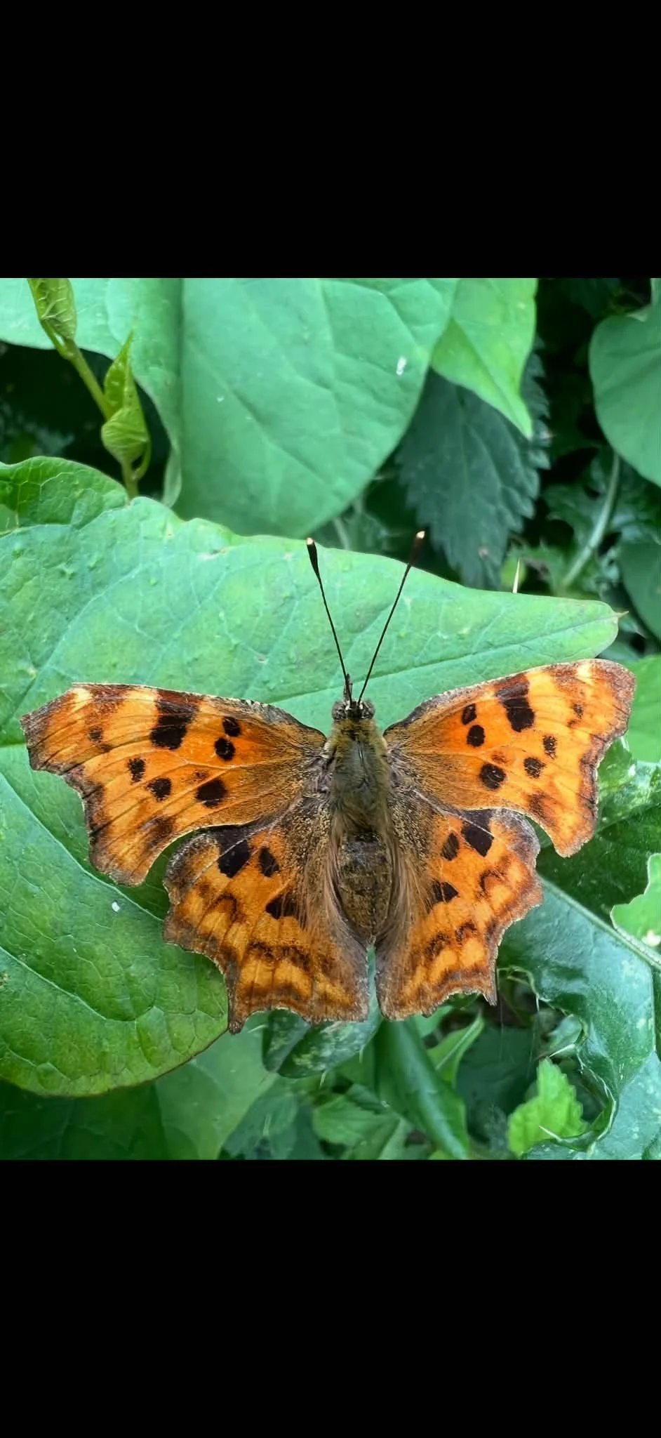 Orange and black butterfly resting on green leaves.