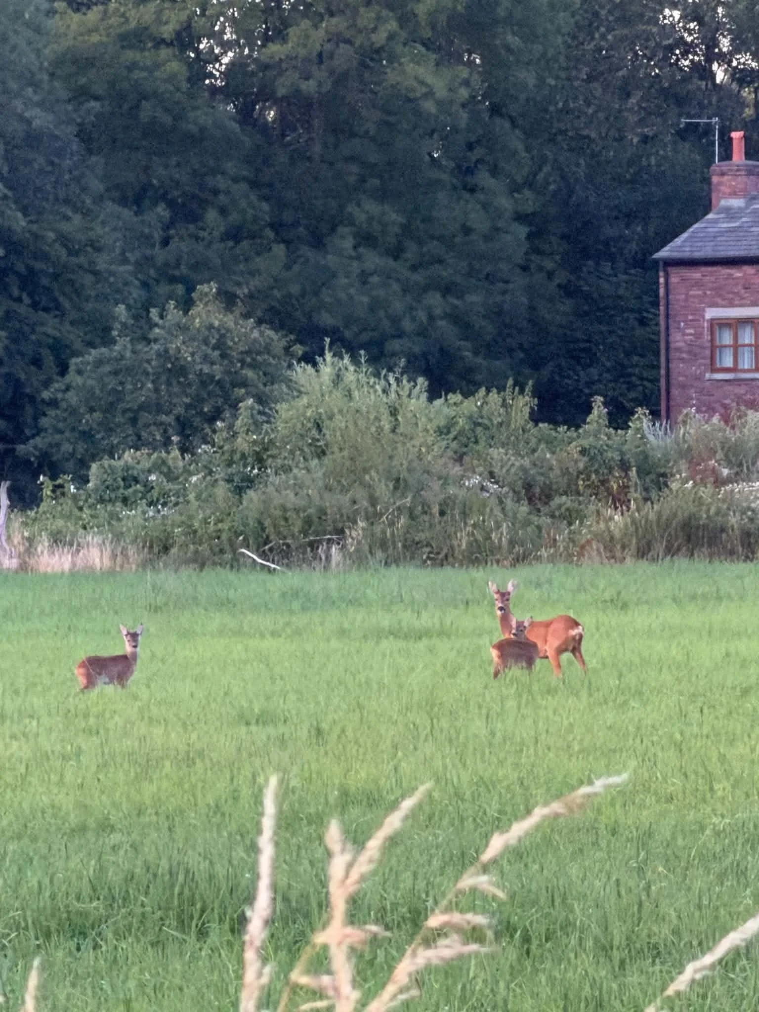 Three deer standing on a grassy field with trees and a brick house in the background.