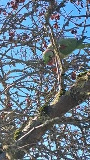 A parrot perched on a tree branch among leafless branches with a clear blue sky in the background.