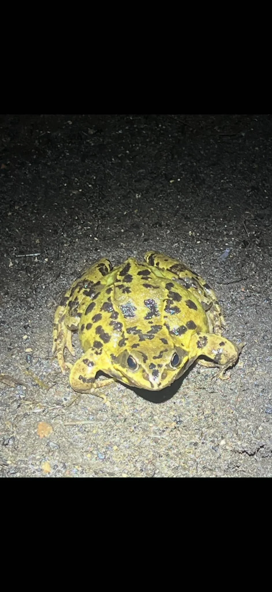 Yellow and black spotted frog on dirt ground at night.