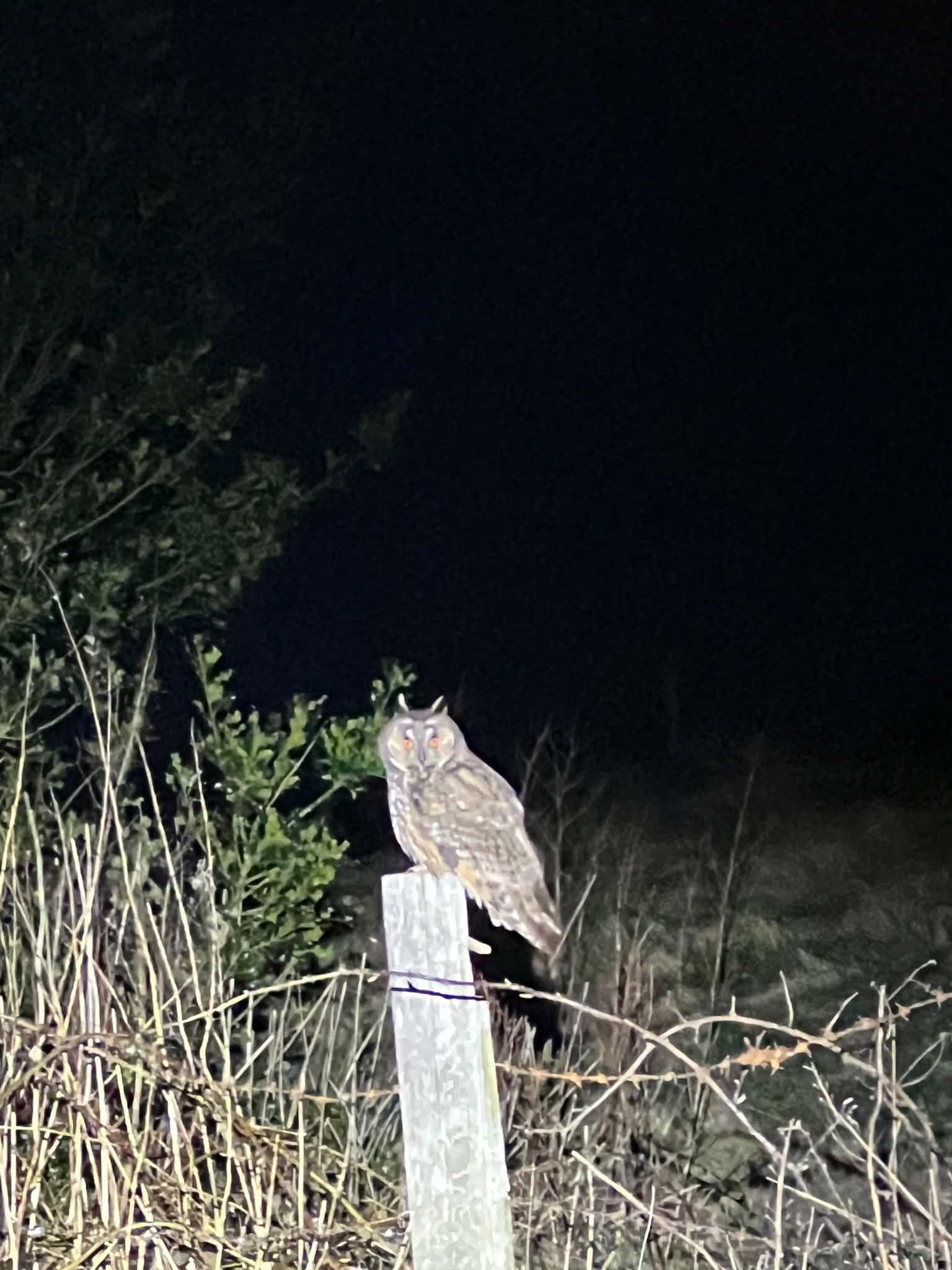 A nocturnal scene with a large owl on a wooden post surrounded by dry grass and sparse bushes, dark night sky in the background.
