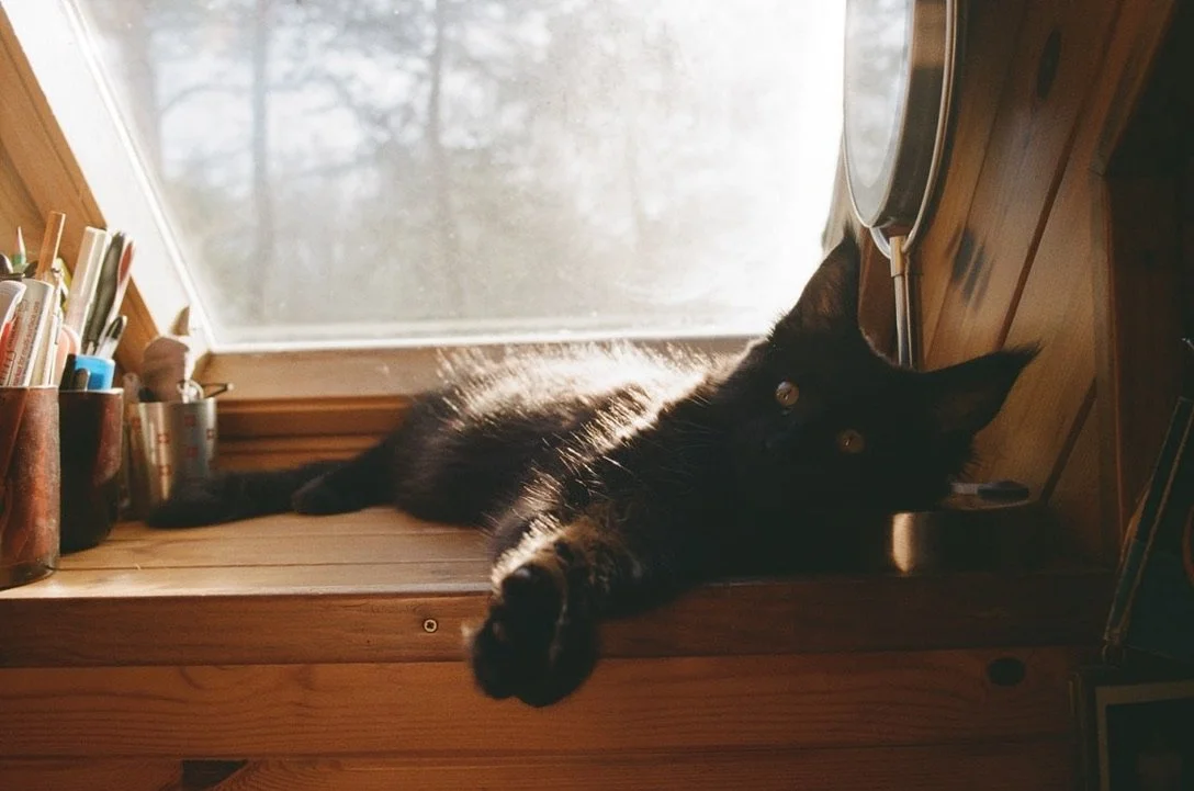 Black cat lying on a wooden shelf in front of a window, with a relaxed posture and looking at the camera.