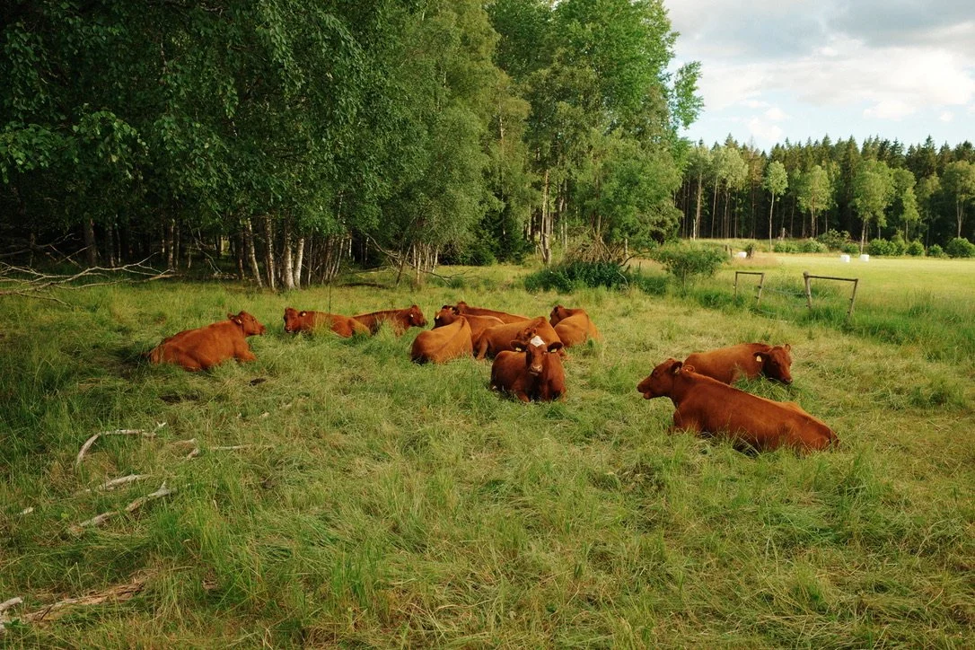 A group of reddish-brown cows resting on a grassy field near trees.