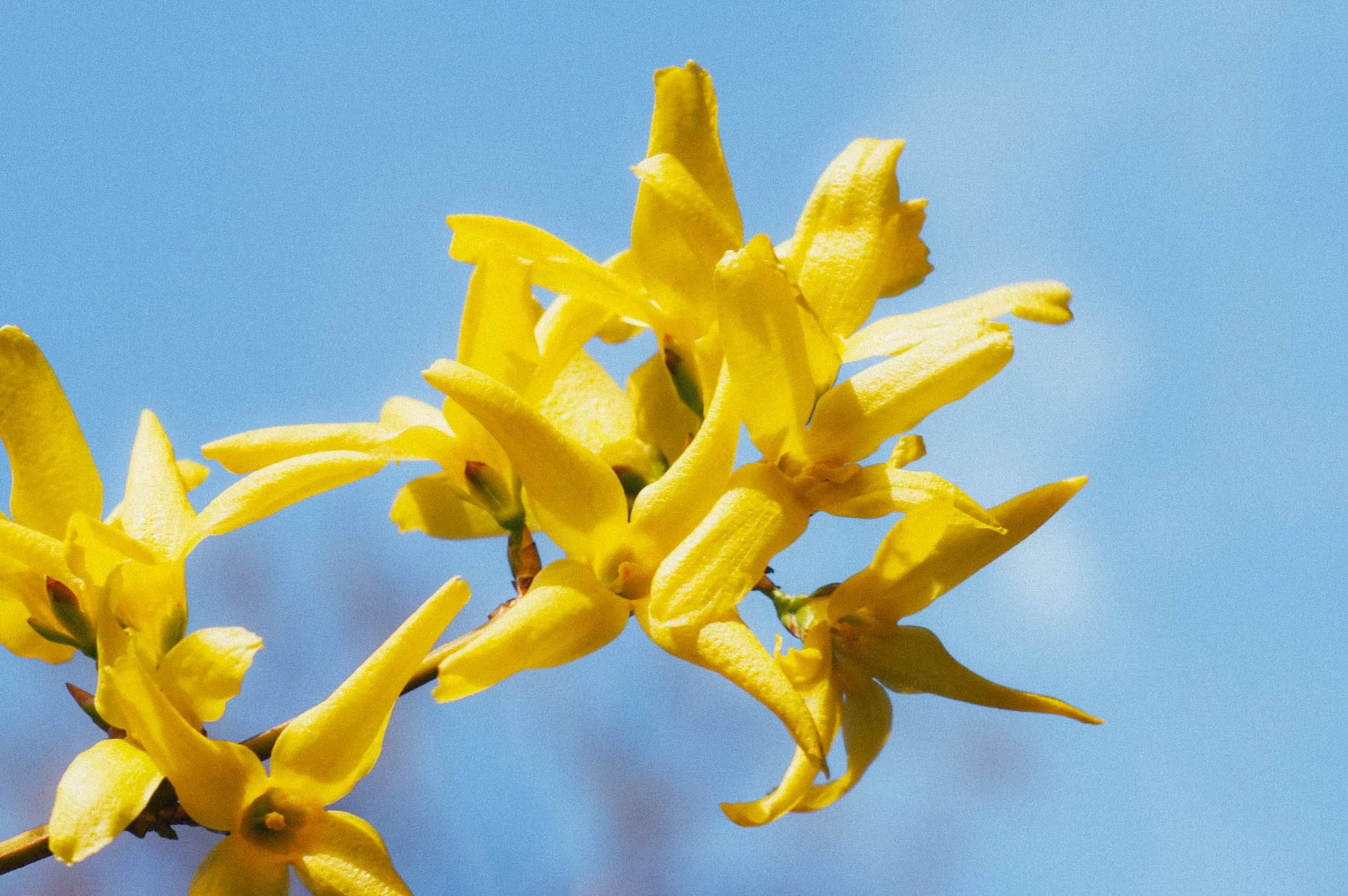 Aromahieronnan eteerisen öljyn aromi ylang-ylang.