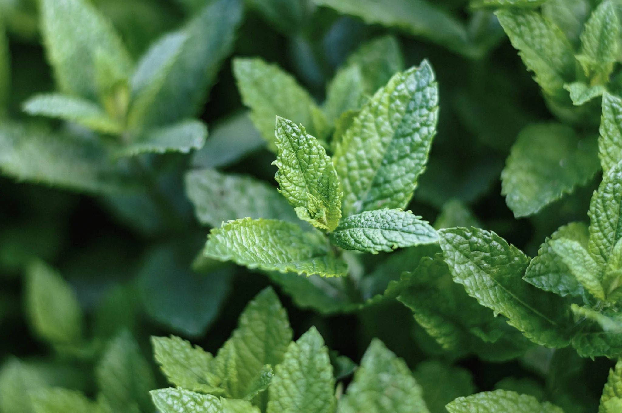 Aromahieronnan eteerisen öljyn aromi piparminttu.