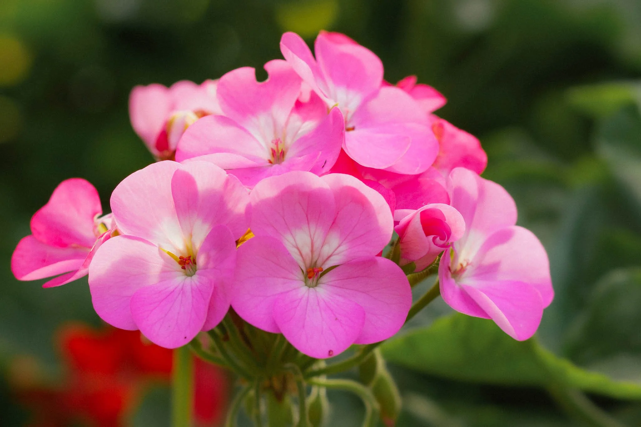 Aromahieronnan eteerisen öljyn aromi geranium.