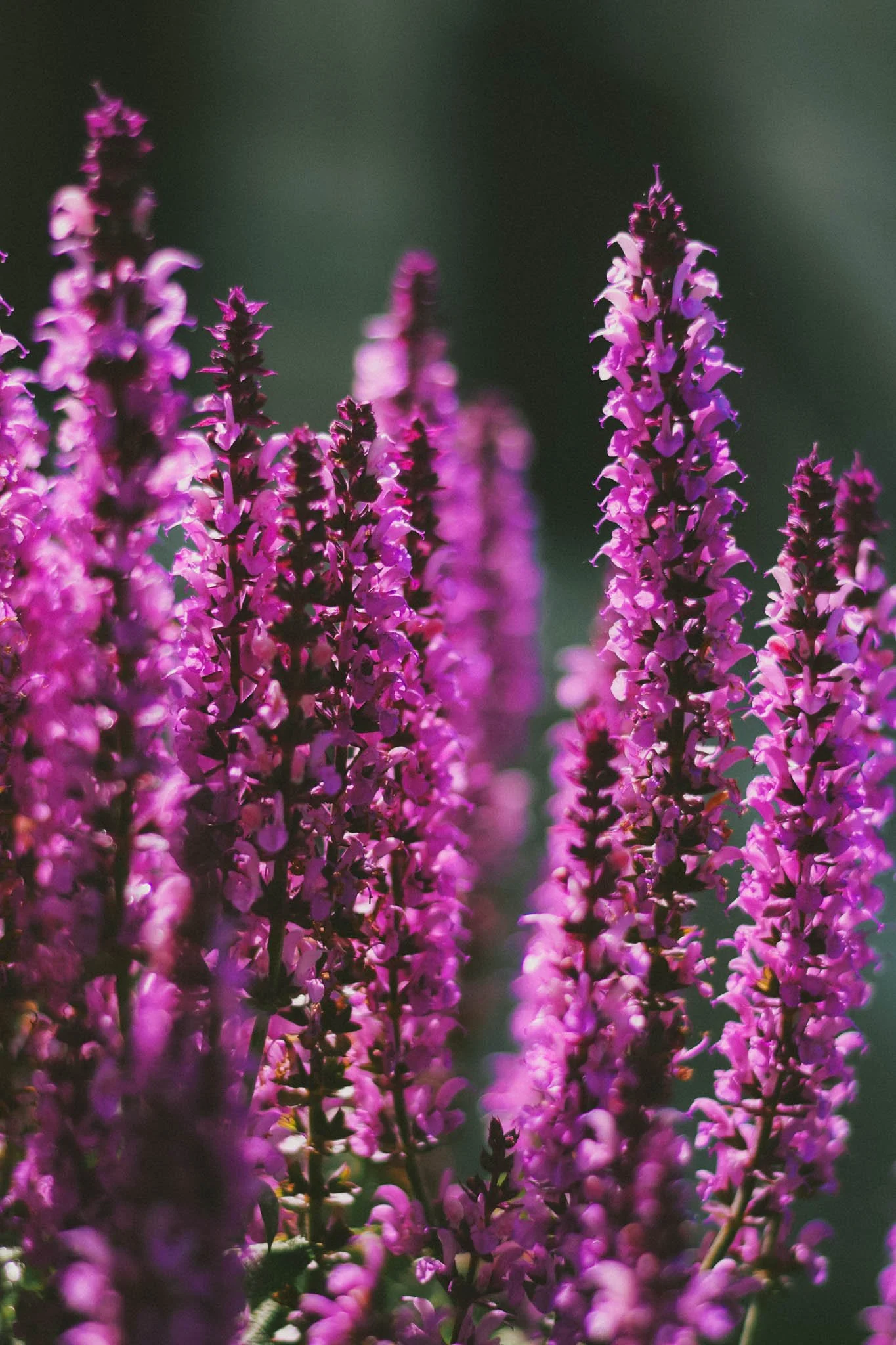 Aromahieronnan eteerisen öljyn aromi patchouli.