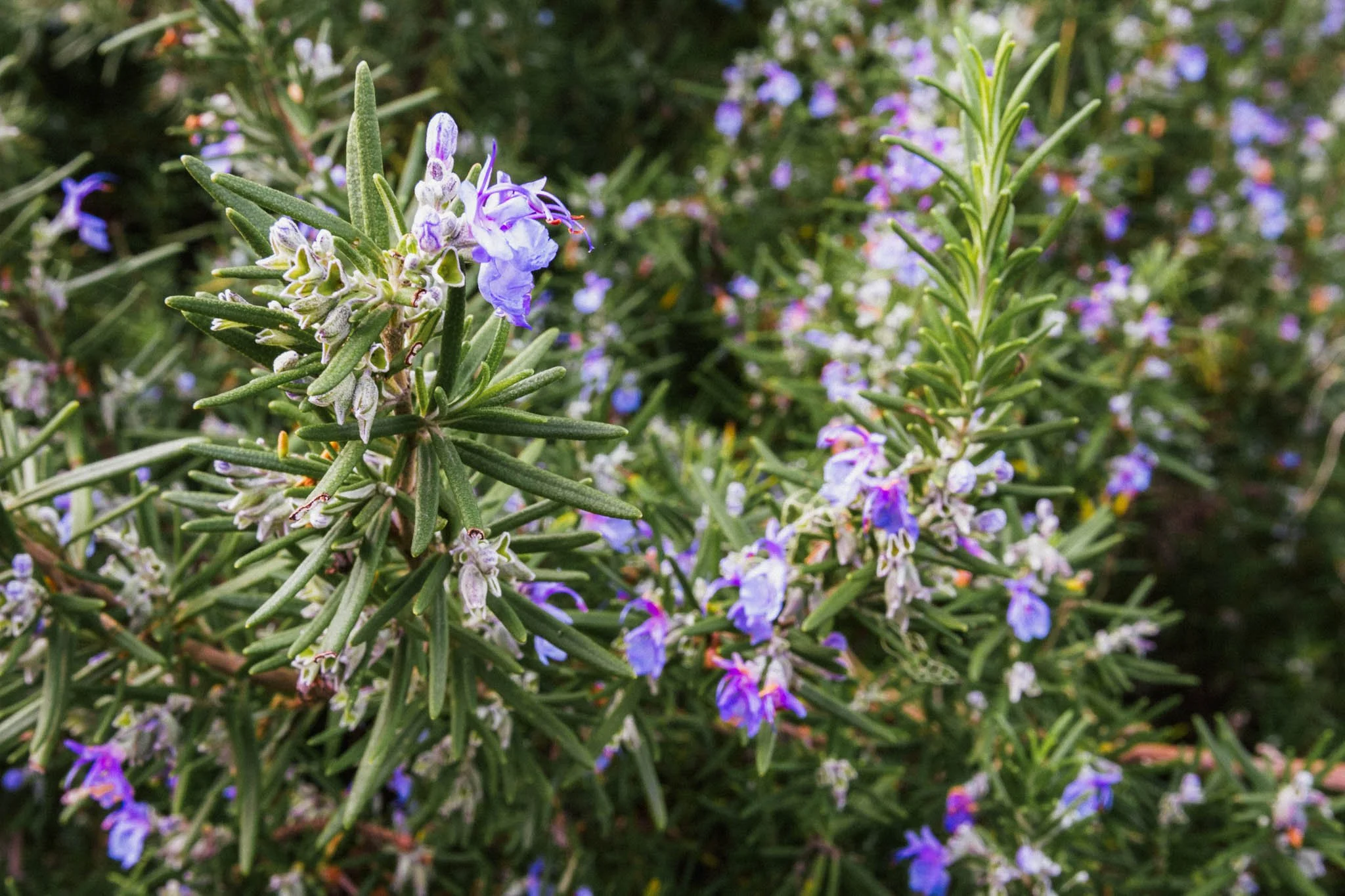 Aromahieronnan eteerisen öljyn aromi rosmariini.