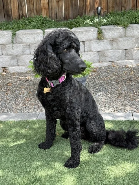 Queen Suki.JPG