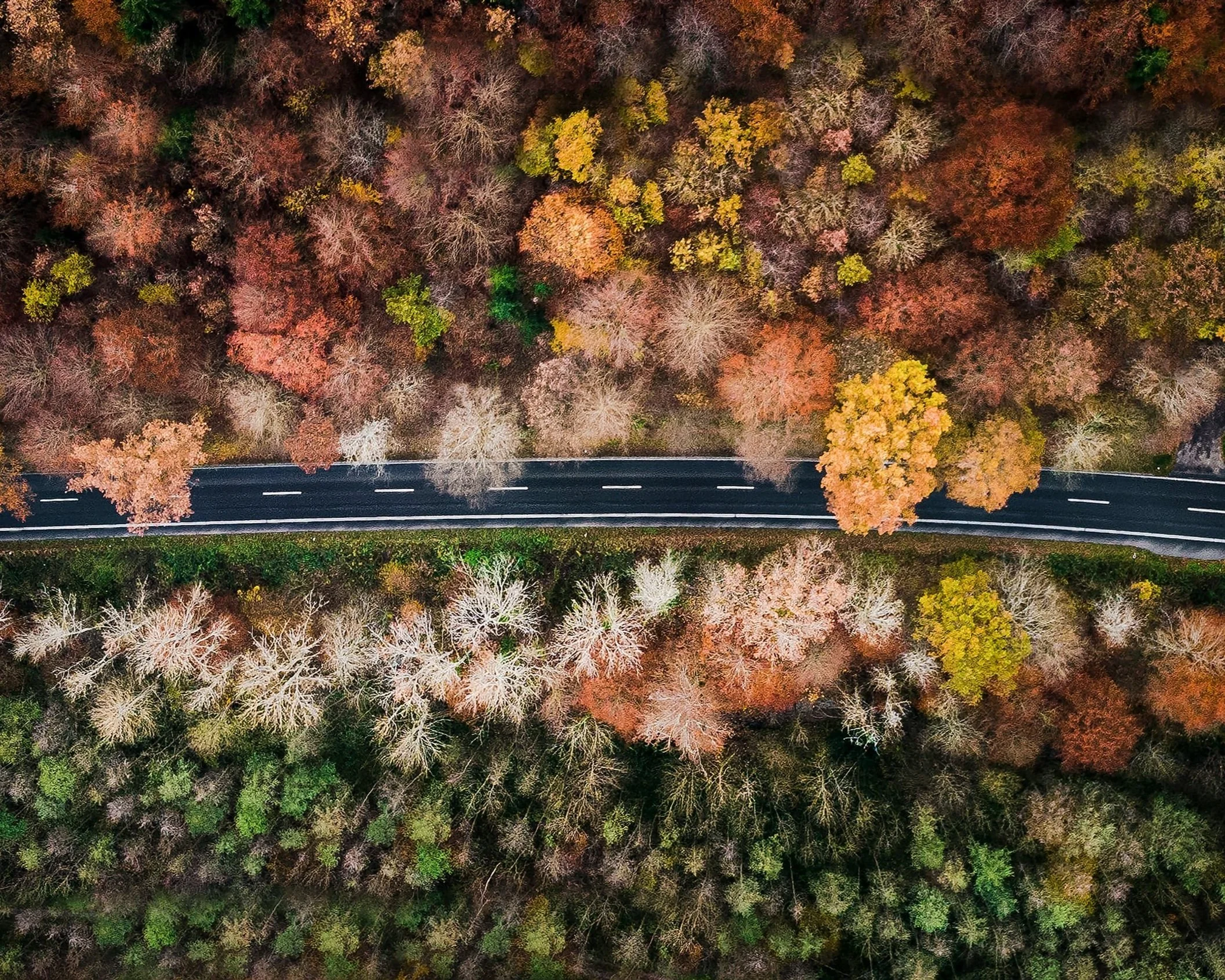 An aerial view of a forest with trees in autumn colors and a road running through it.