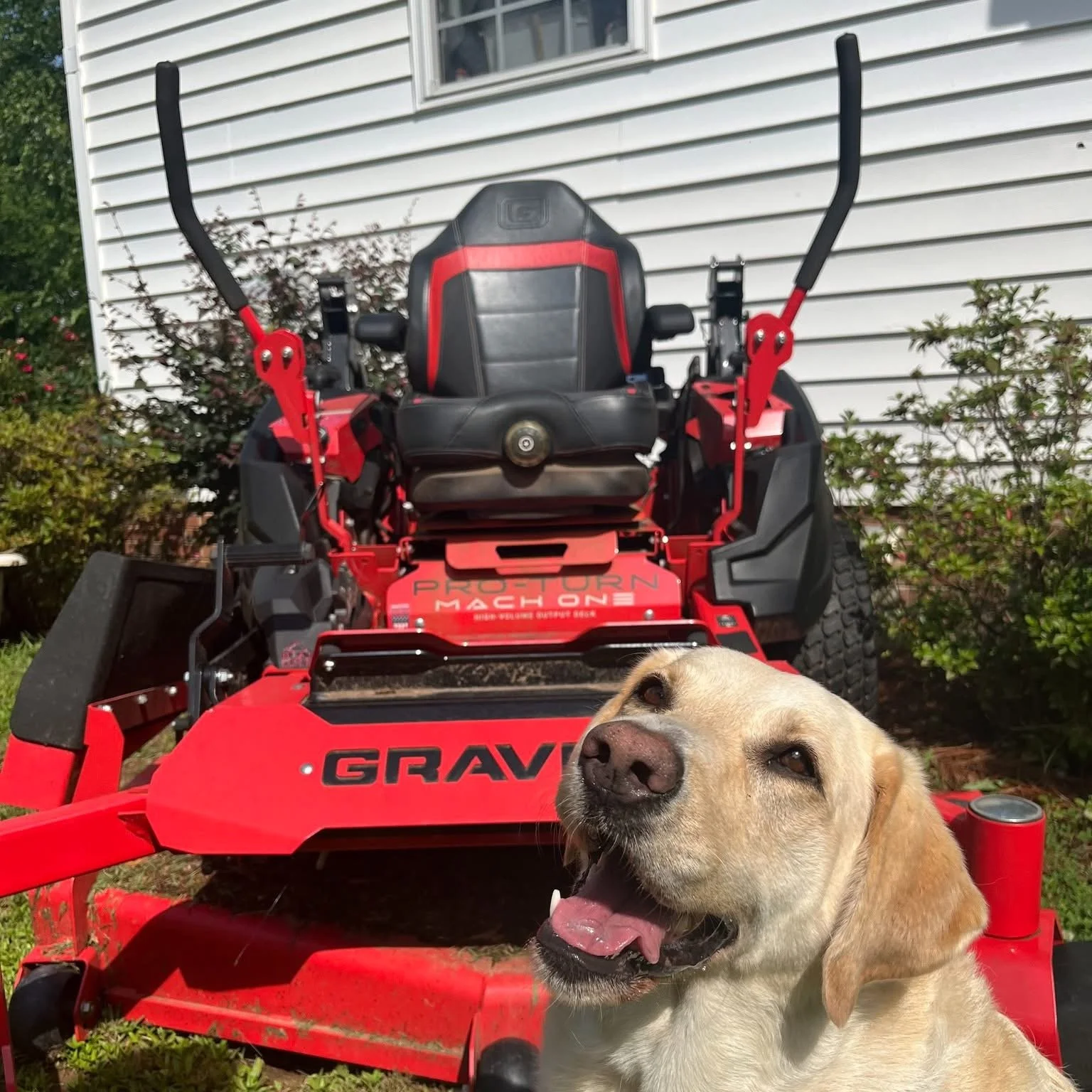 A yellow Labrador dog with its mouth open next to a red riding mower with the brand name 'GRAVELY' on it, in front of a white house with horizontal siding and a window.