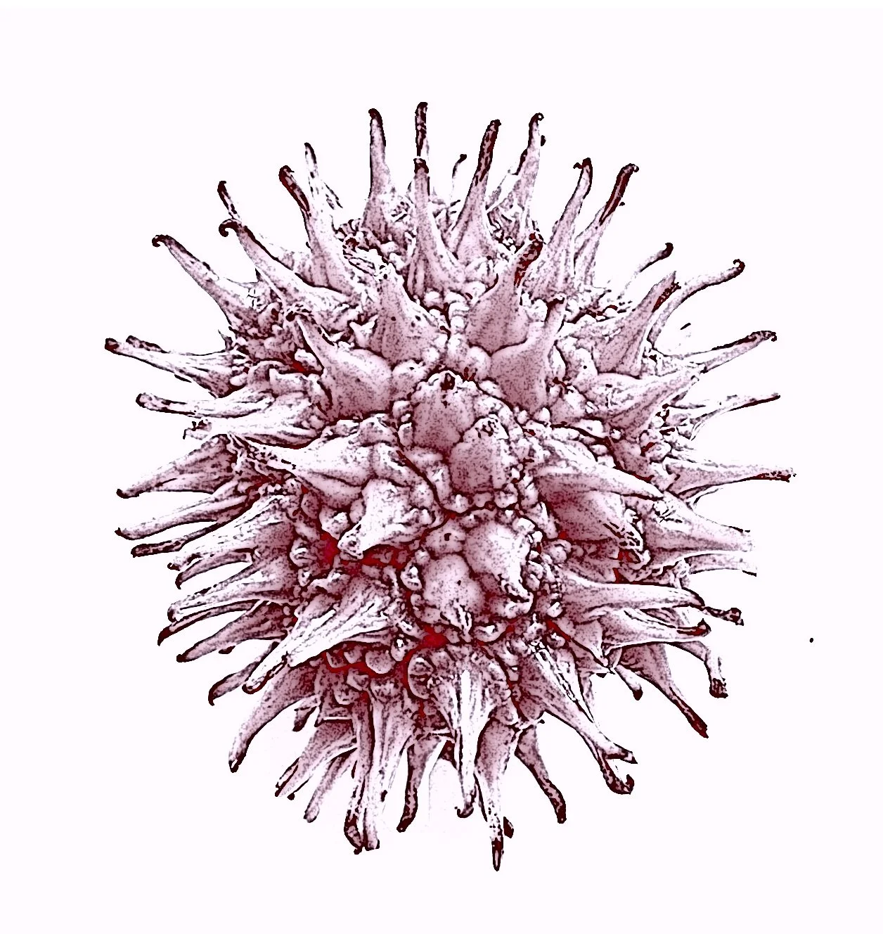 Sweetgum4_red_cartoon.jpg