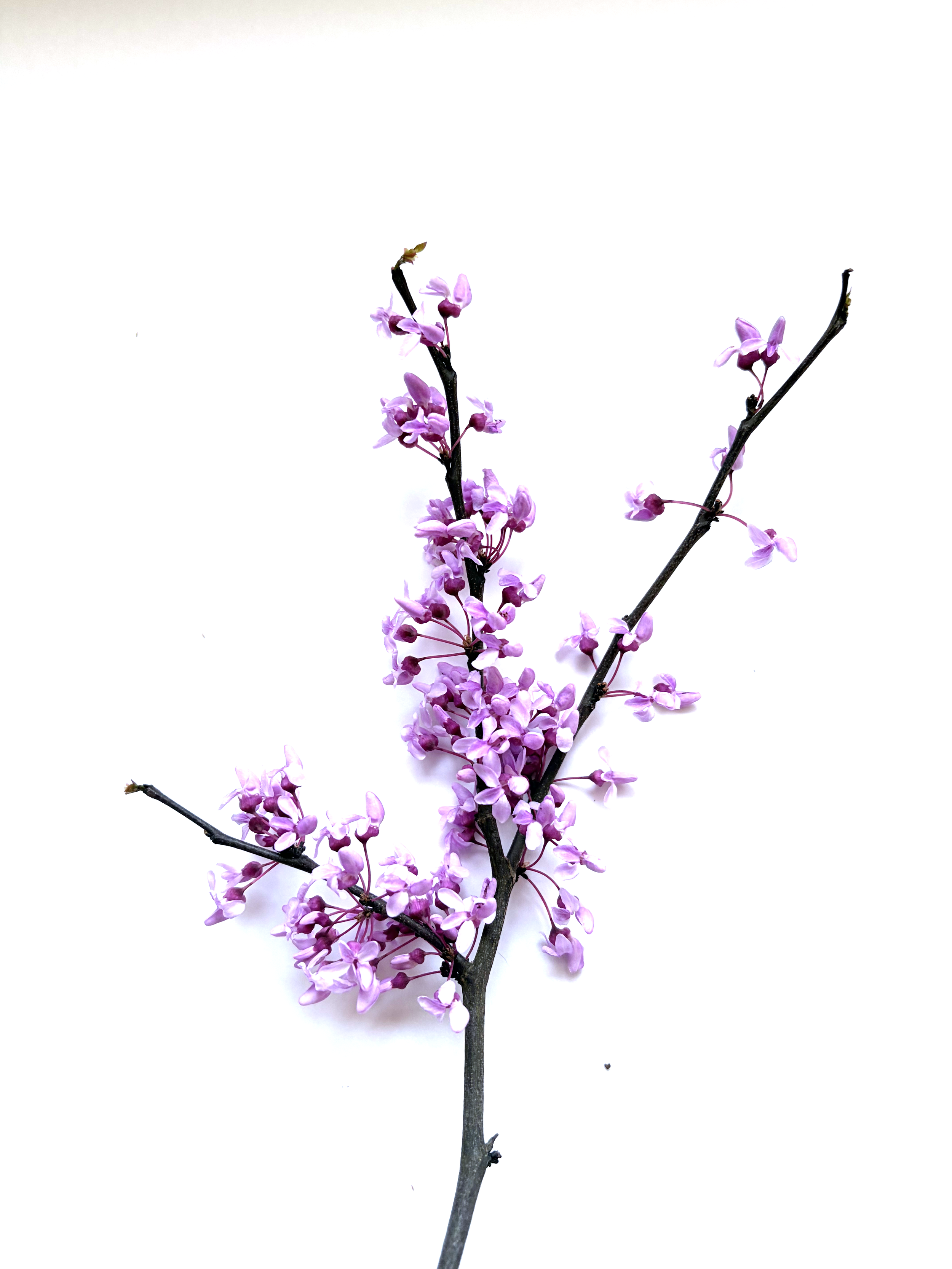 redbud.png