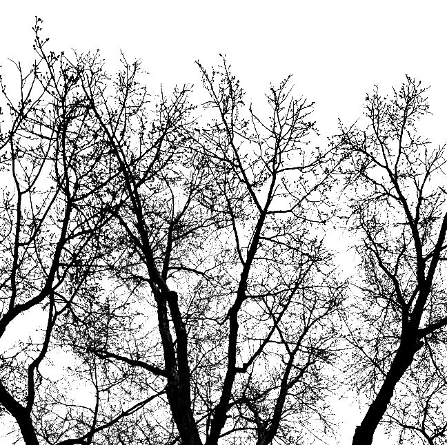 Trees4_BW.jpg