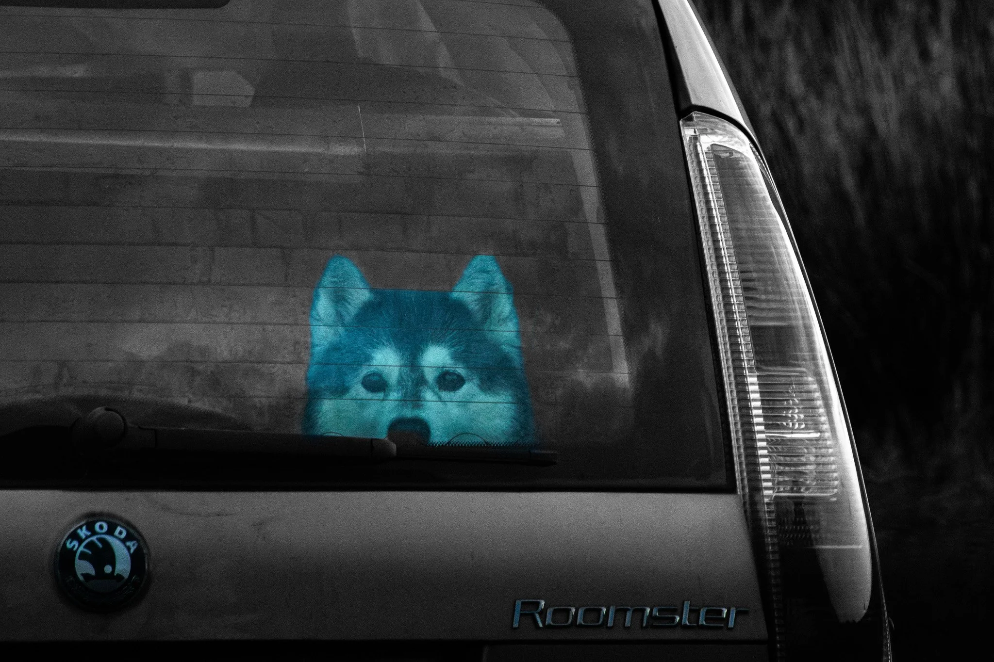 Car's rear window with a blue husky dog decal and the partial word 'Roomster' on the back of a Skoda vehicle.