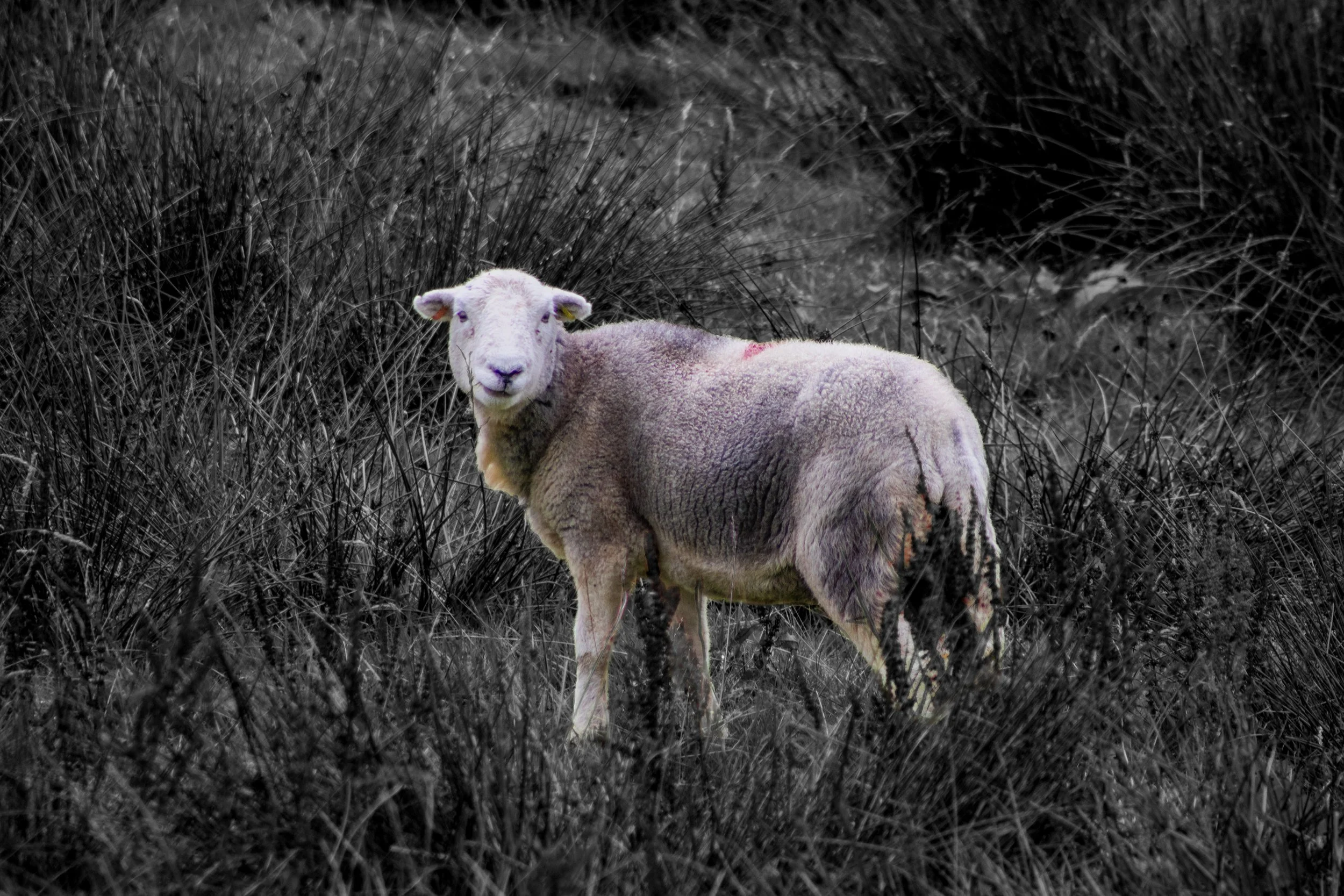 A sheep standing in a grassy field with tall grass and bushes, the image has a black-and-white background with the sheep's face and body highlighted in color.