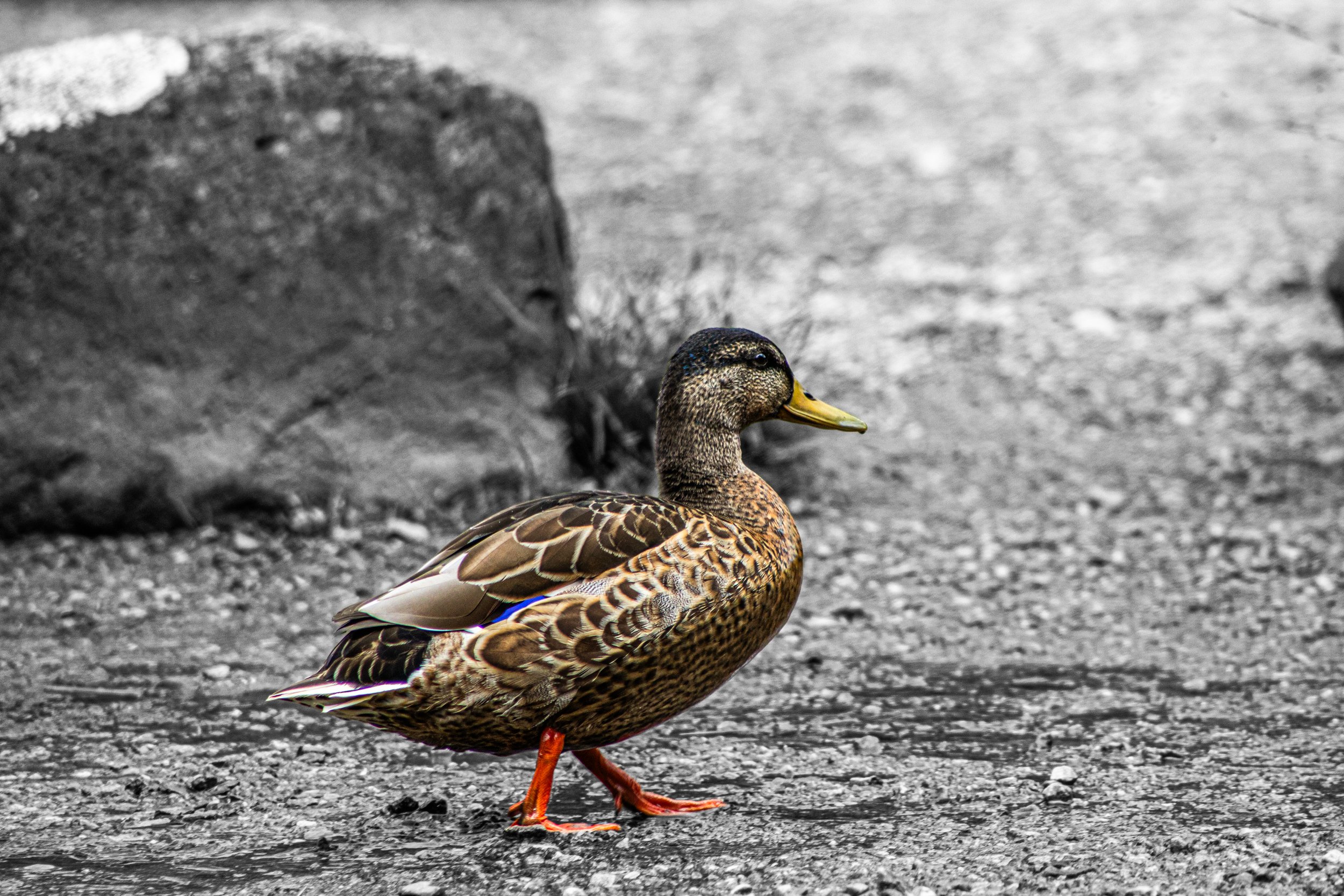 A duck standing on a gravel path with a large rock nearby, the duck's body shows detailed brown and black feathers, while its head is darker with a distinctive yellow bill.