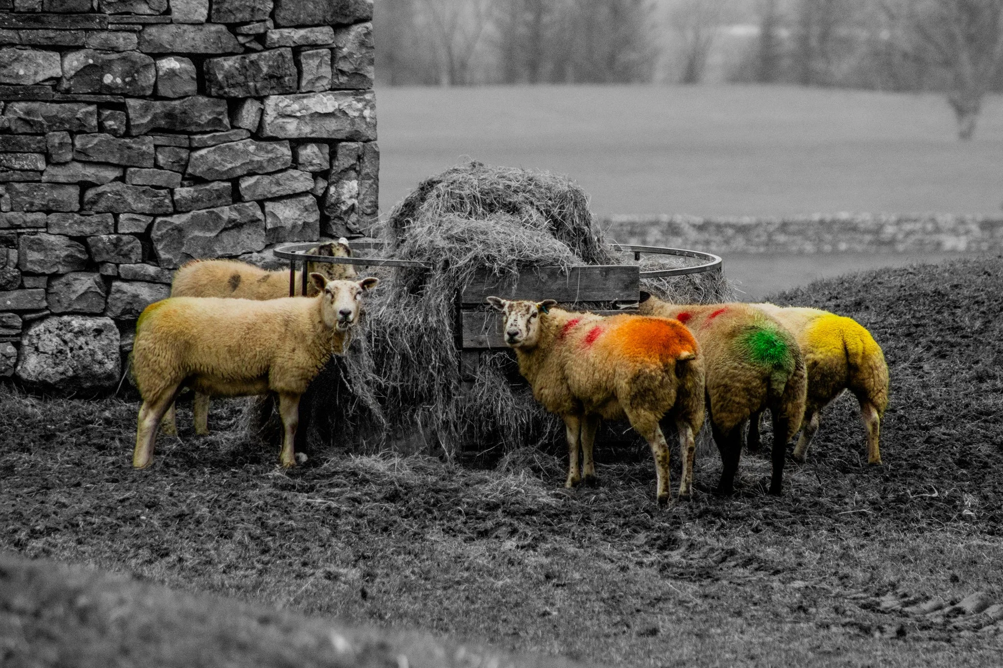 Sheep with multicolored markings standing near a bale of hay outside with a stone wall in the background.