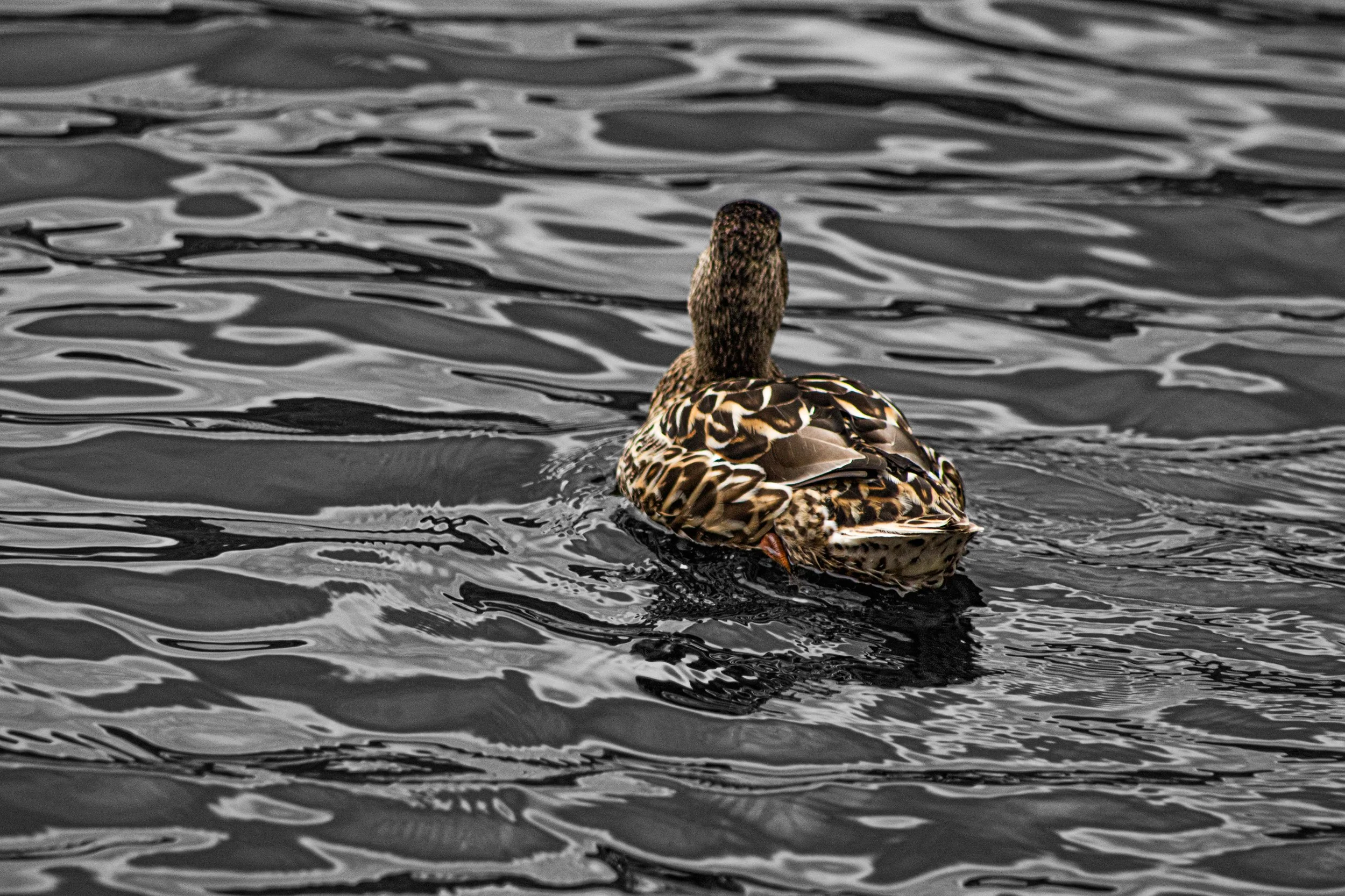 A duck swimming on a body of water with ripples, seen from behind.