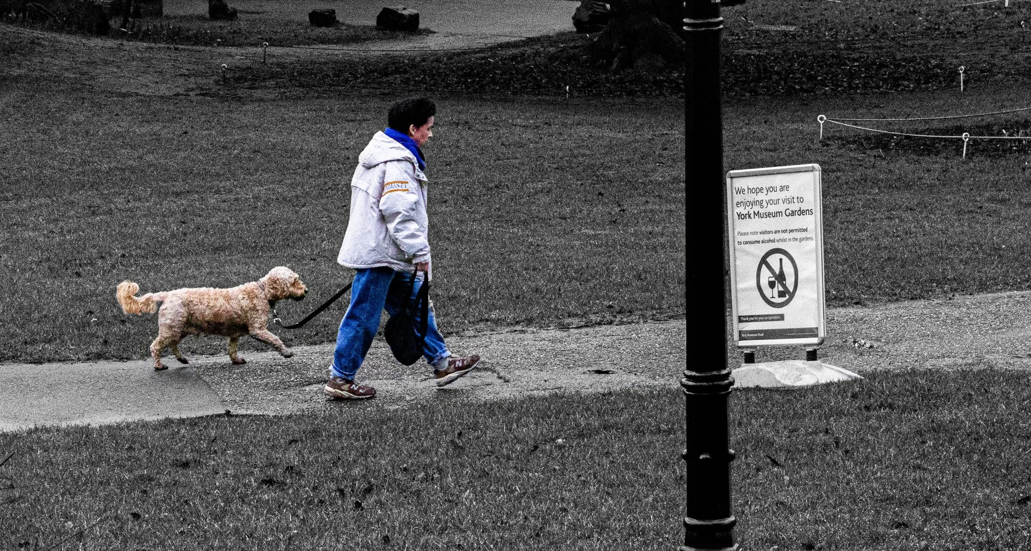 A young person walking a curly-haired dog on a leash past a sign outside York Museum Gardens. The ground is wet, and the background is mostly gray, indicating overcast weather.