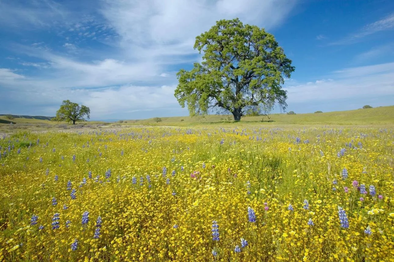 PriestStationFlowers.jpg