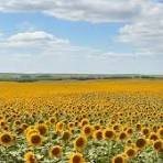 Sunflowers.jpg