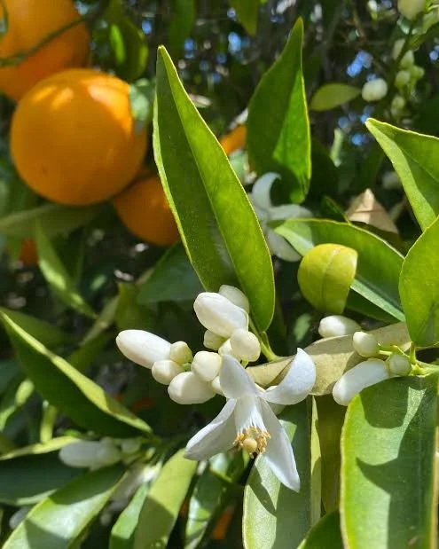 OrangeBlossom.jpg