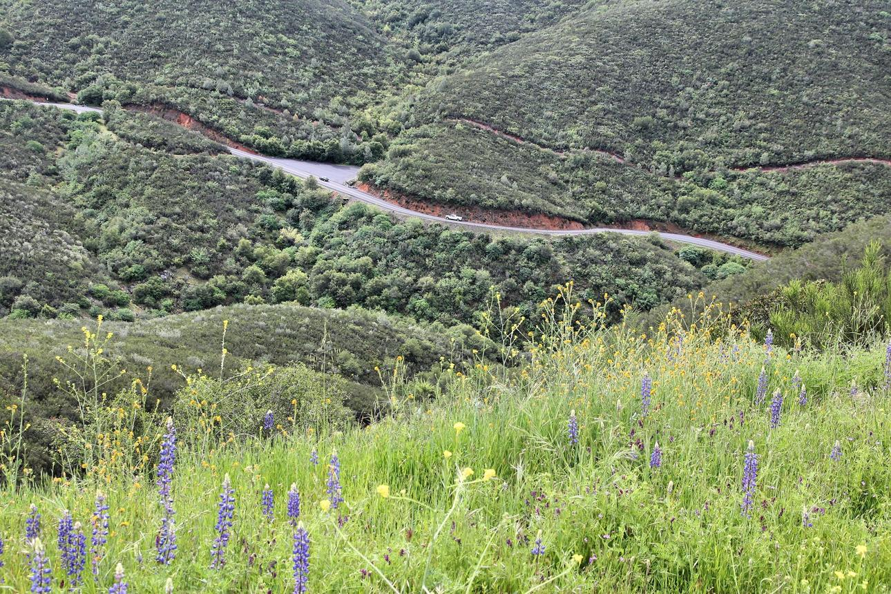 Priest_Station_Wildflowers.png