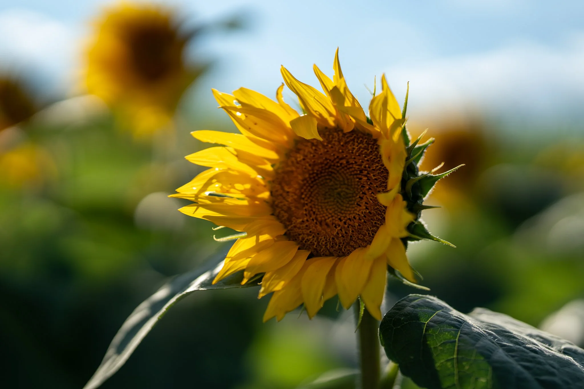 Close-up of a blooming sunflower with vibrant yellow petals and green leaves, against a blurred background.