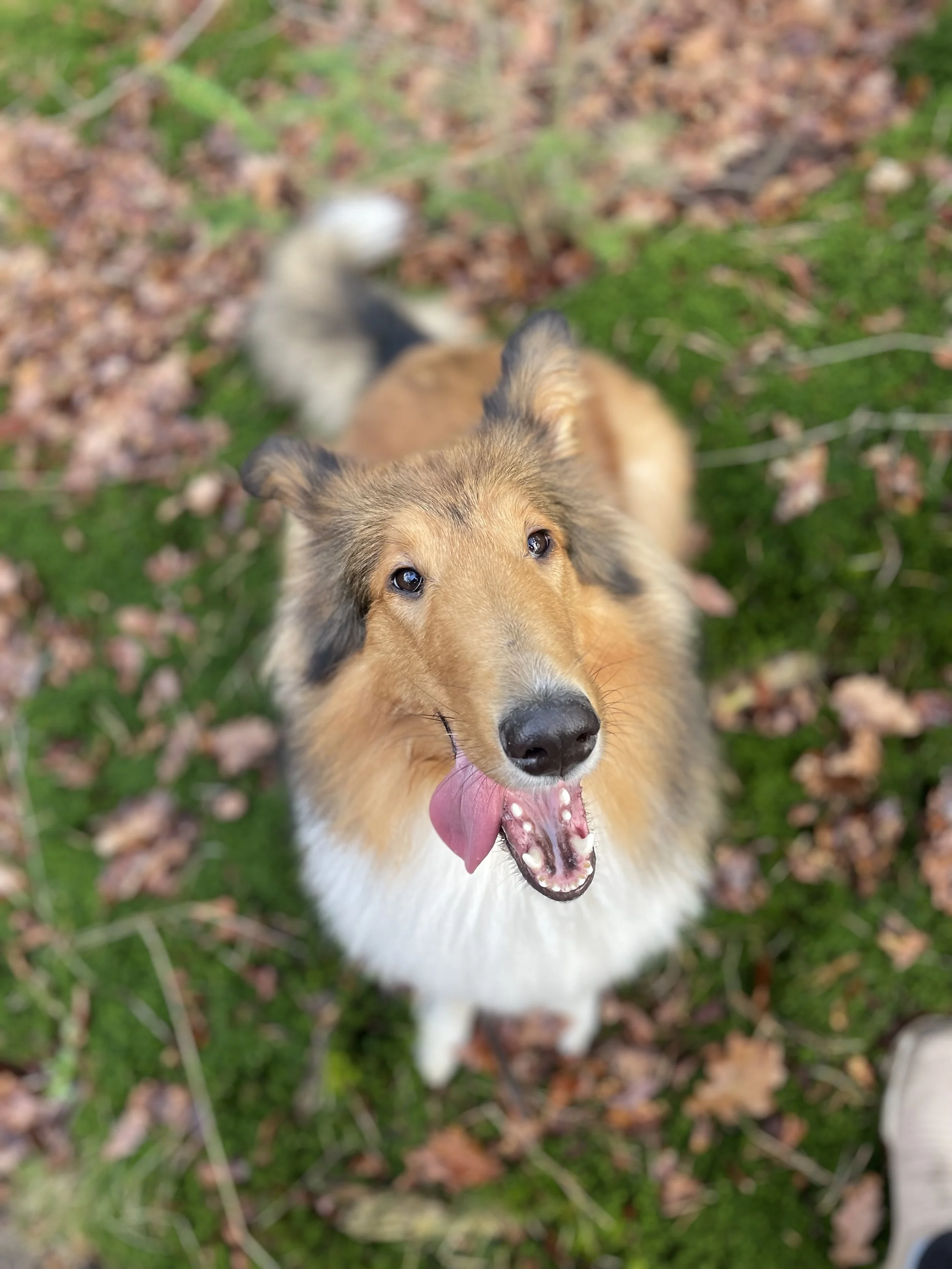 Een schattige hond met een bruin-zwart vacht die speels en vrolijk kijkt, tong uit, op gras met bladeren.
