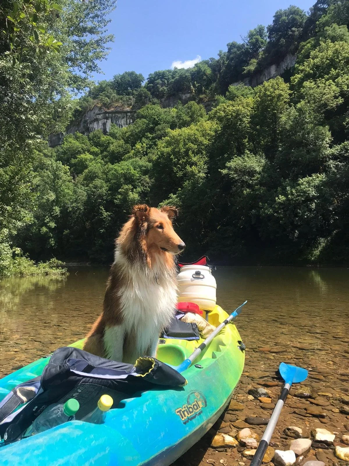 Een hond zit in een kajak op een rivier met een bosrijke achtergrond onder een heldere blauwe hemel.