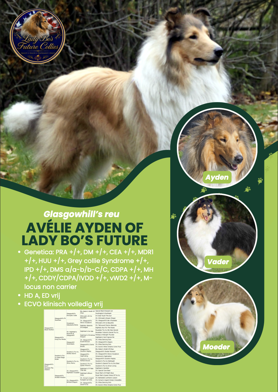 Afbeelding van een Shetland Sheepdog met een korte beschrijving en enkele details over de herkomst en genetica van de hond op een groen achtergrondeiland. Boven in de linkerbovenhoek is een logo met een leeuw en de tekst 'Lady Bo's Future Callies'.