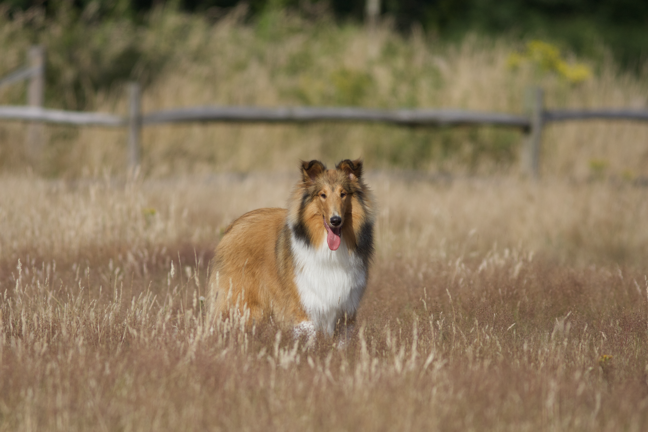 Een Shetland sheepdog staat in een open veld met droog gras, met een hek en groen struikgewas op de achtergrond.