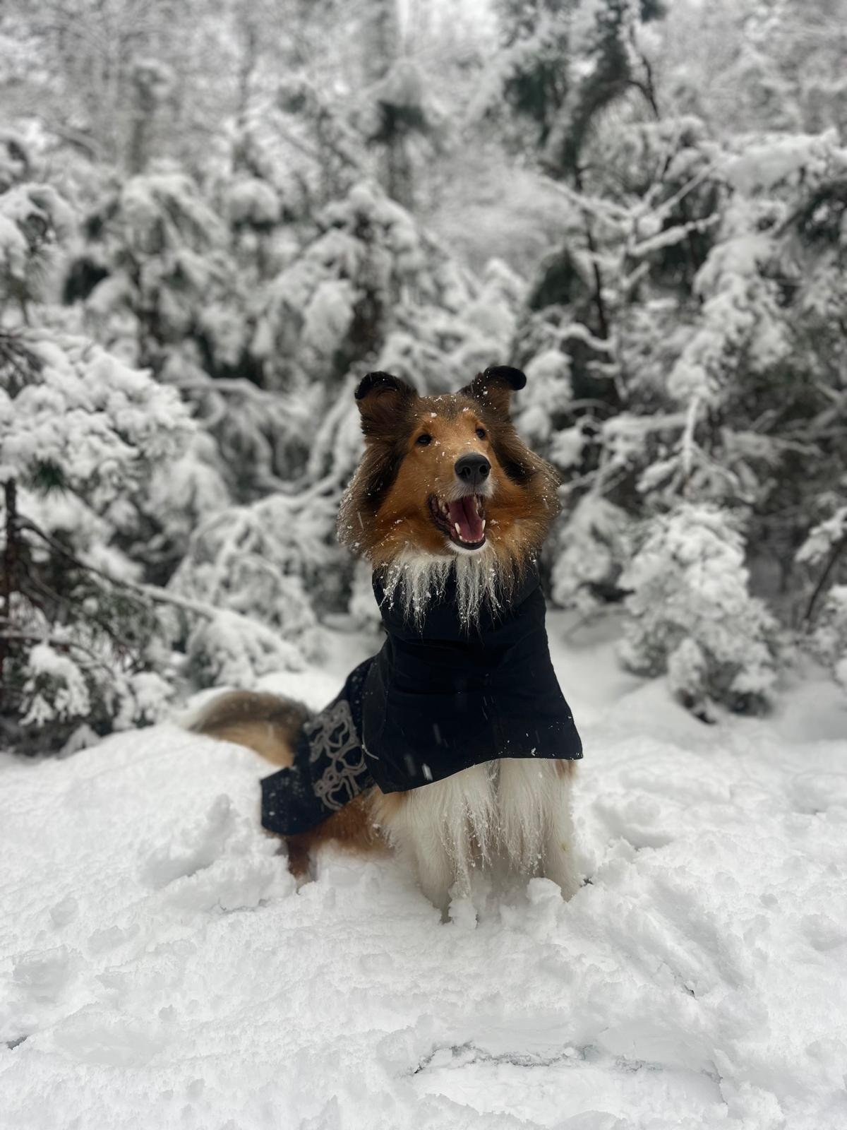 Een vrolijke bordercollie hond in een zwarte jas in een besneeuwd bos.