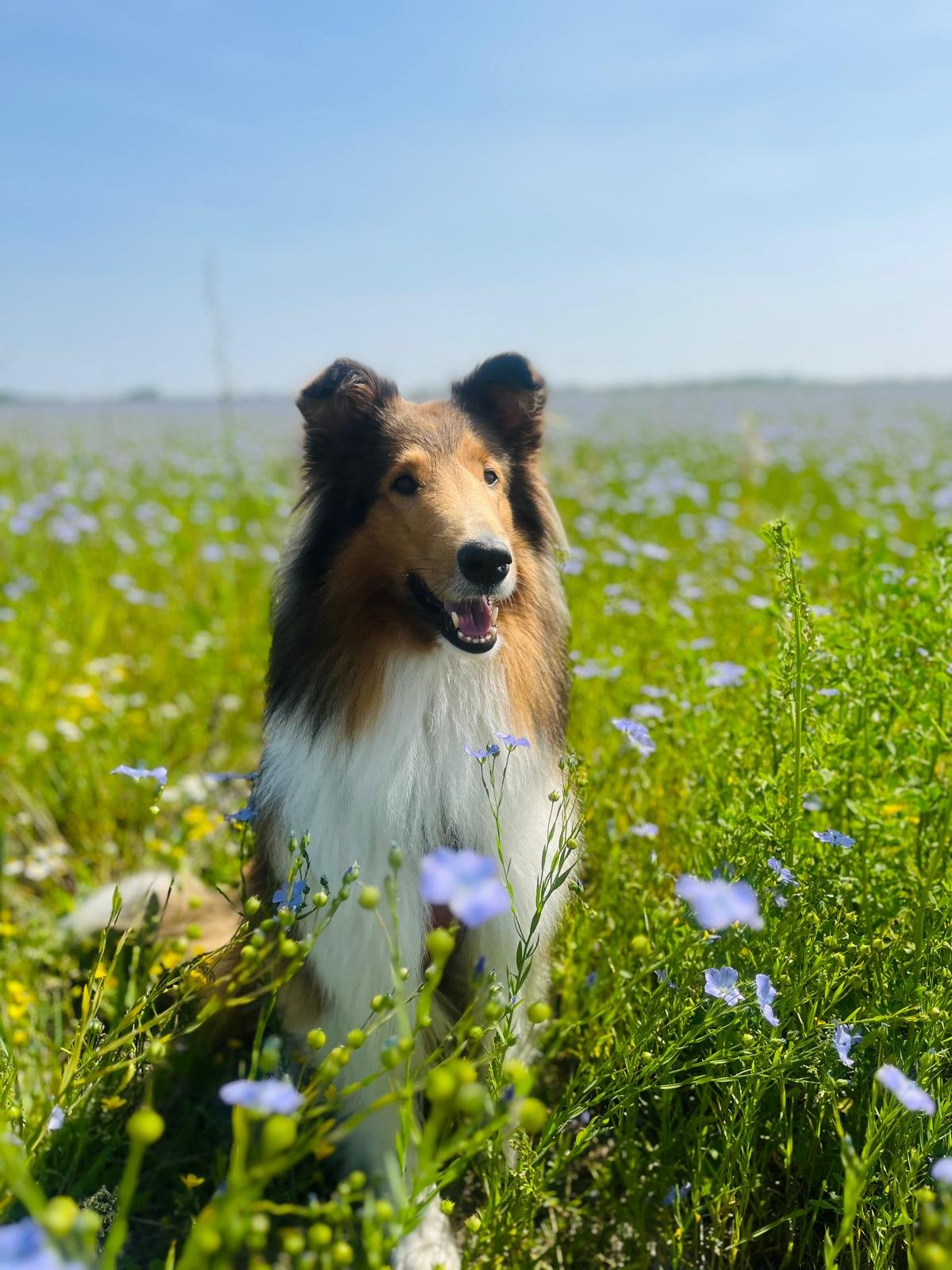 Een gelukkige bordercollie hond zit in een veld met bloemen onder een heldere blauwe lucht.
