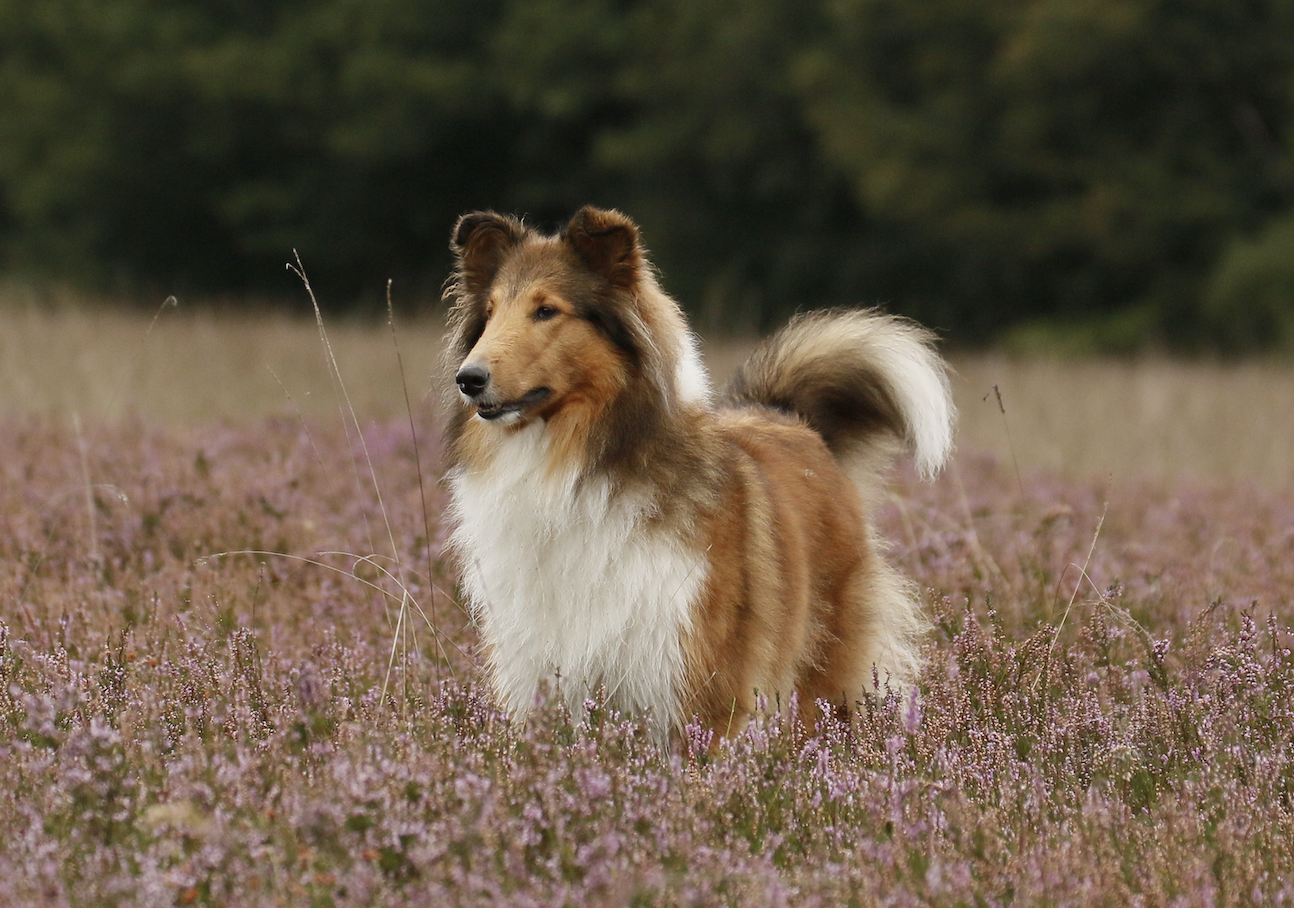 Een Shetland Sheepdog die in een veld met roze bloemen staat.