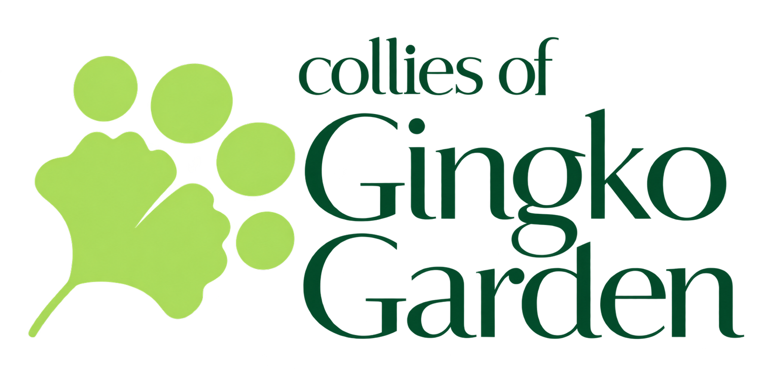 Collies of the Gingko Garden