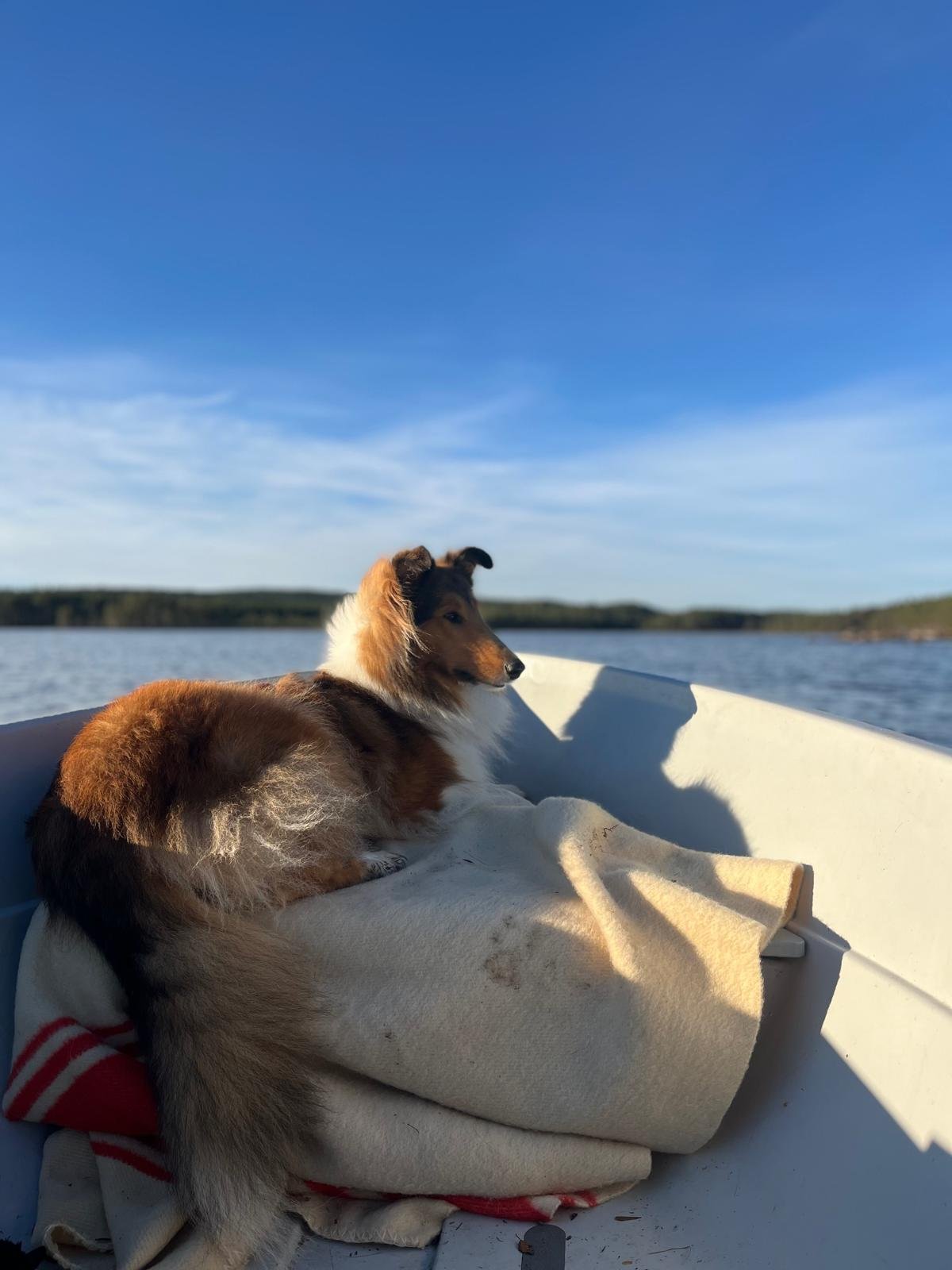Een hondenkoe ligt op een crate in een boot, kijkend naar het water en de horizon met een blauwe lucht en enkele wolken.