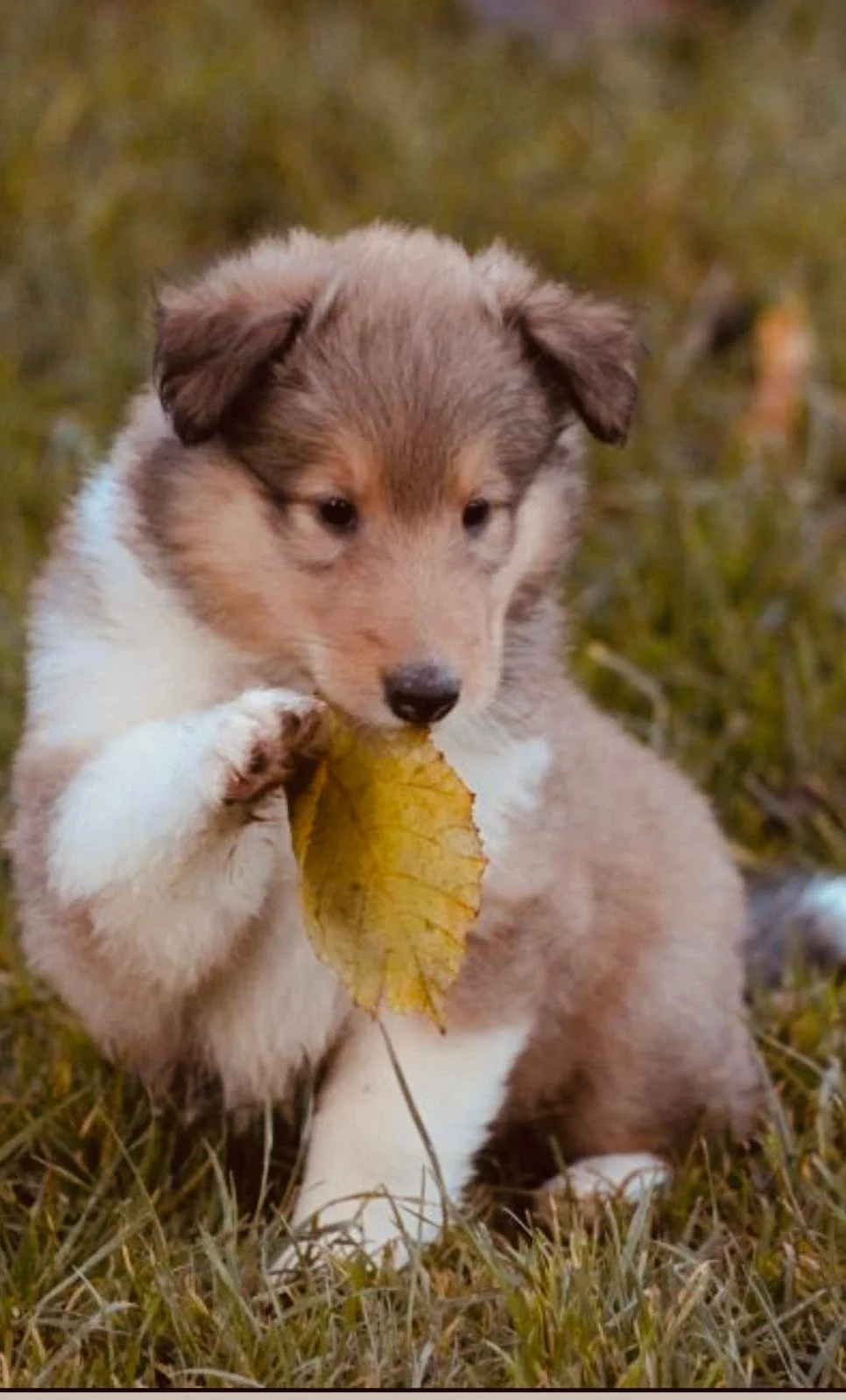Een schattige puppy met gekleurde vacht die op gras in een park zit en een gele blad vasthoudt.