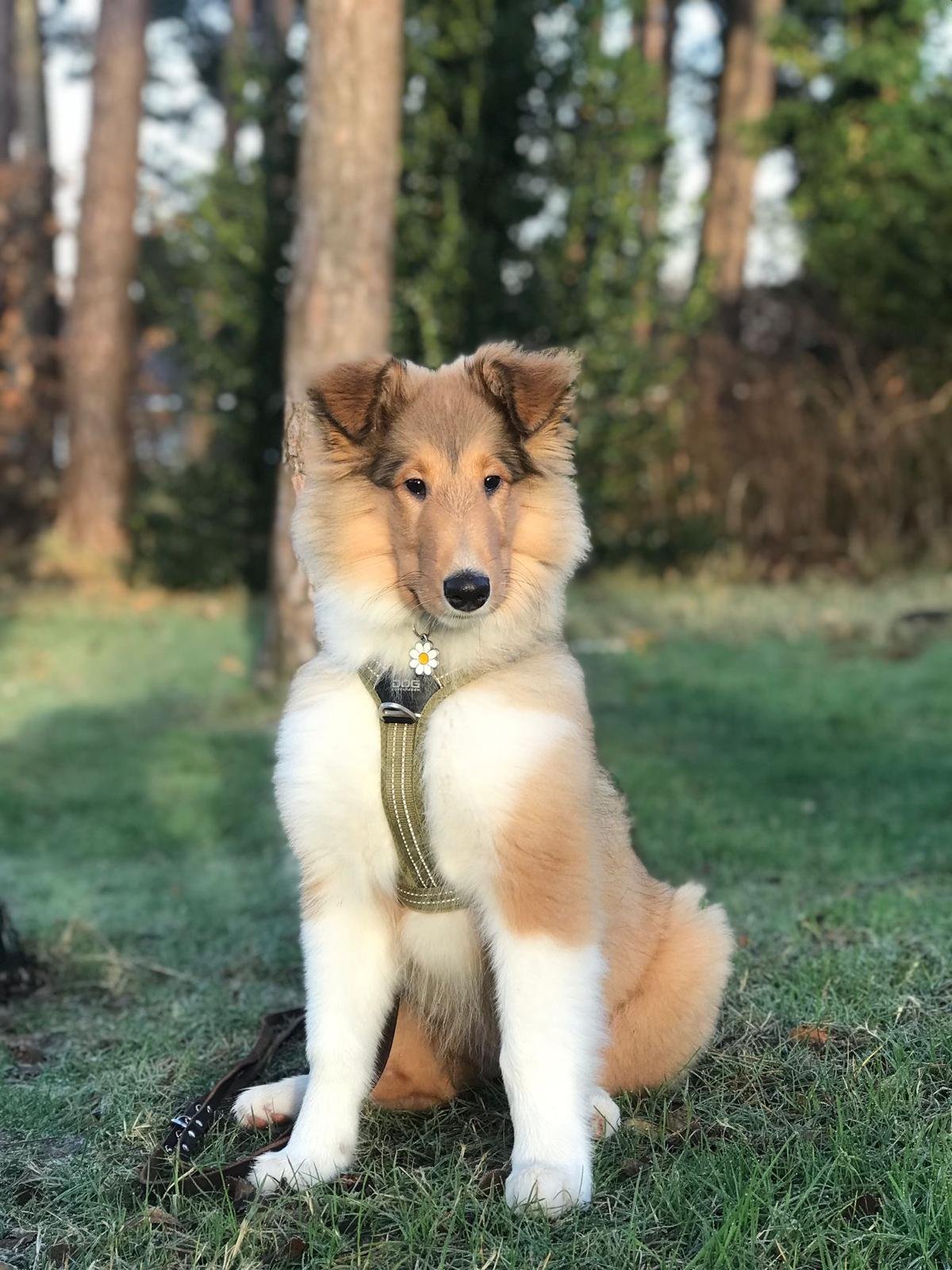 Schattige puppy met een halstertouw, zittend op gras in een bos met groene bomen op de achtergrond.
