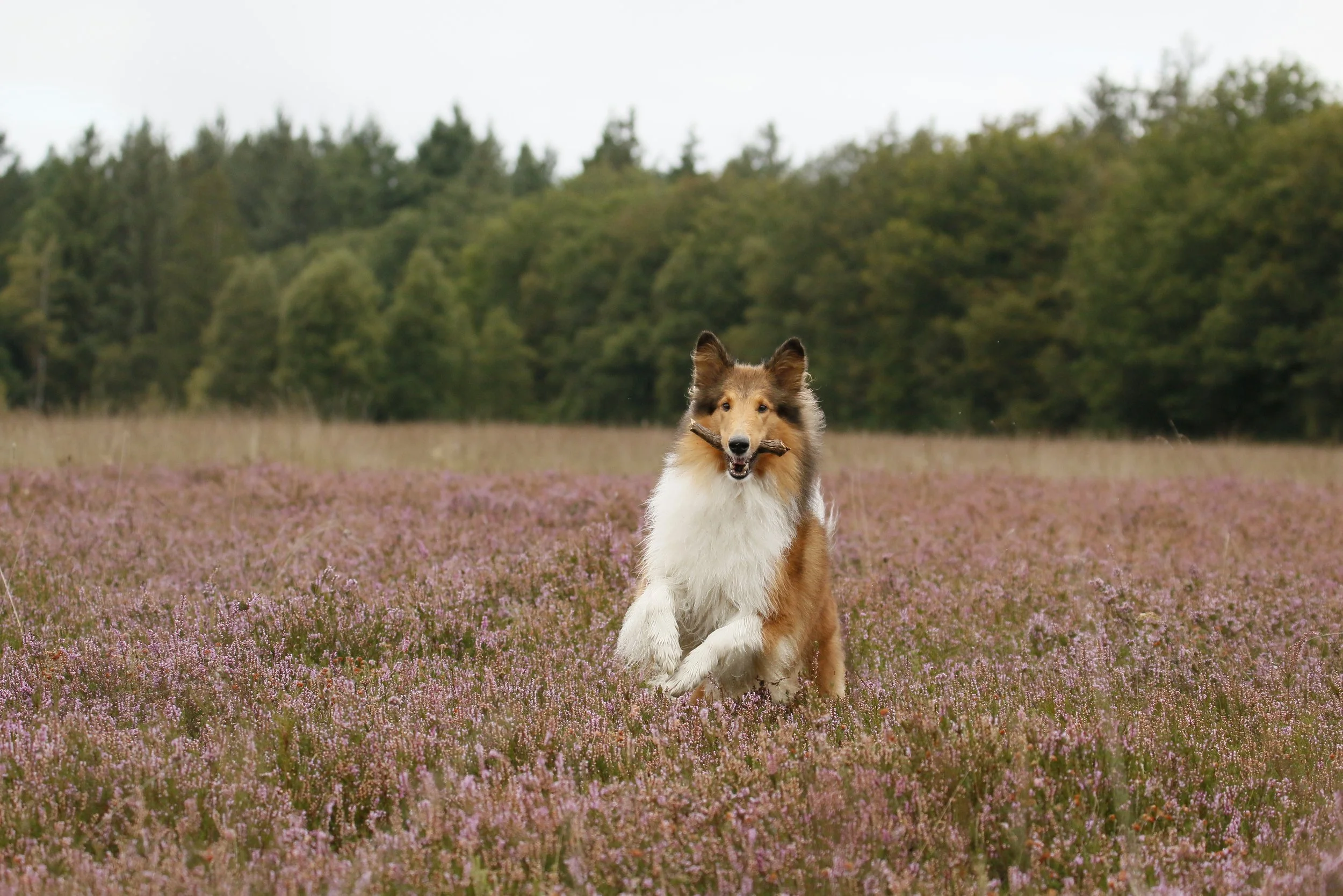 De afbeelding toont een Shetland sheepdog die door een veld met pinke bloemen rent, met een bos bomen op de achtergrond.