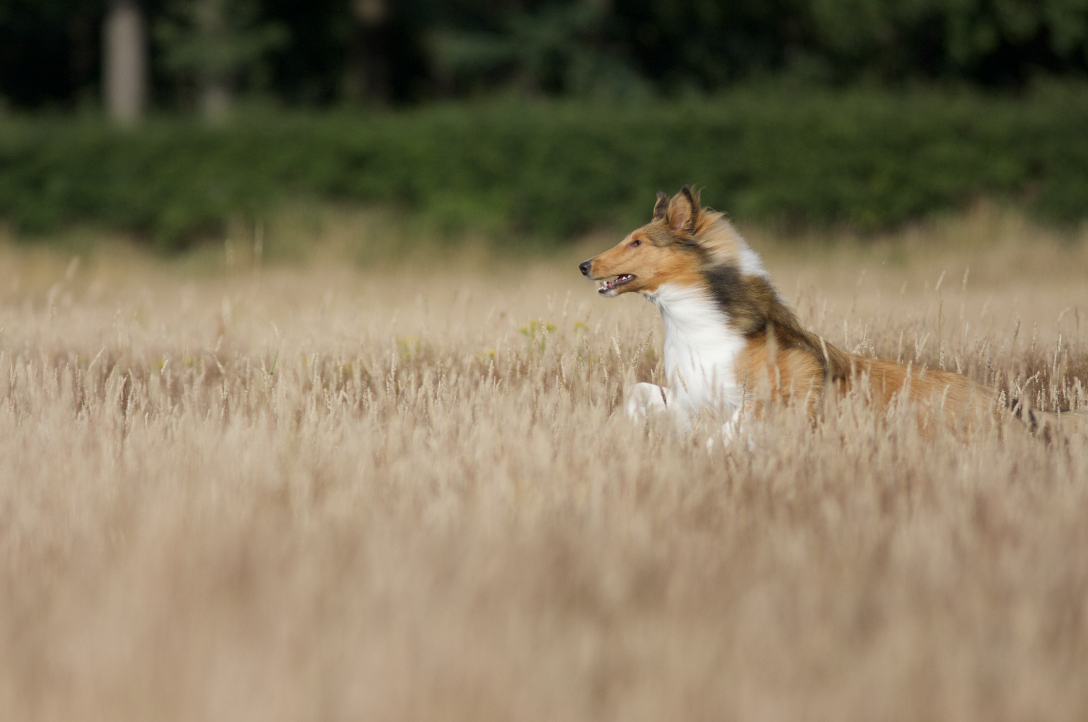 Een lopende golden retriever in een veld met dorre grassen, achtergrond van bomen en een groen landschap.