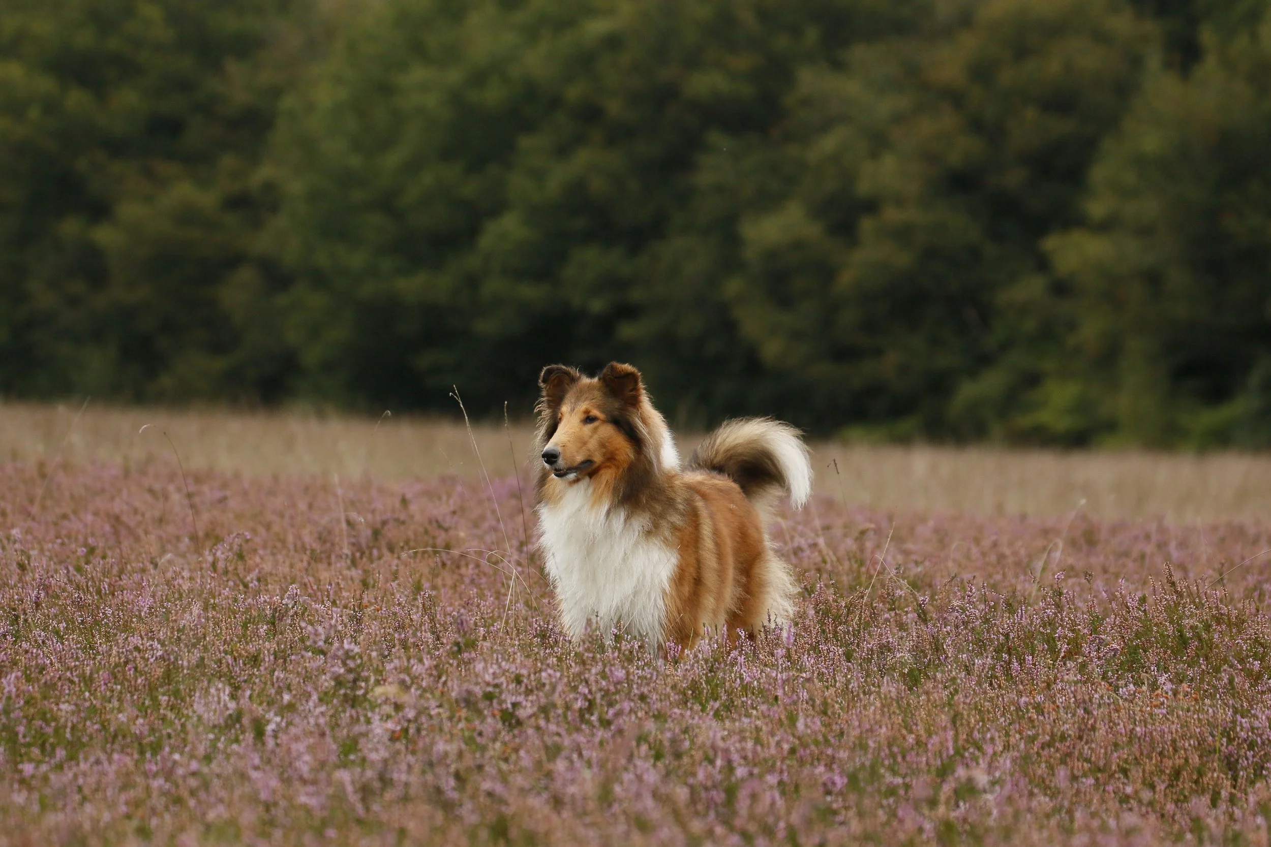 Een shetland sheepdog staat in een veld met roze bloemen en een bos in de achtergrond.