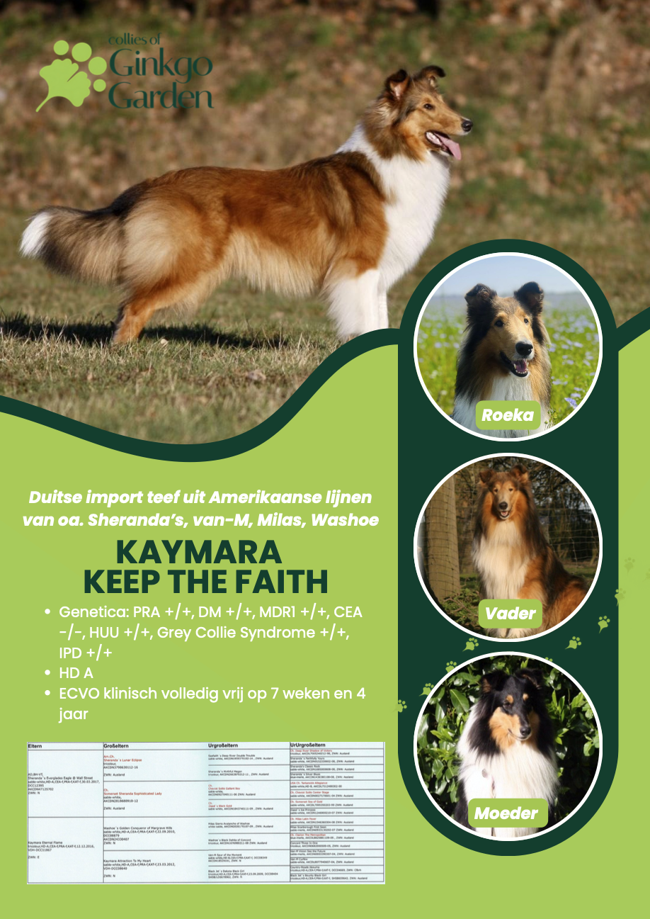 Promotiemateriaal voor een Shetland Sheepdog, genaamd Kaymara Keep the Faith, met foto's van de hond en informatie over haar genetica, gezondheid en klinische behandeling.