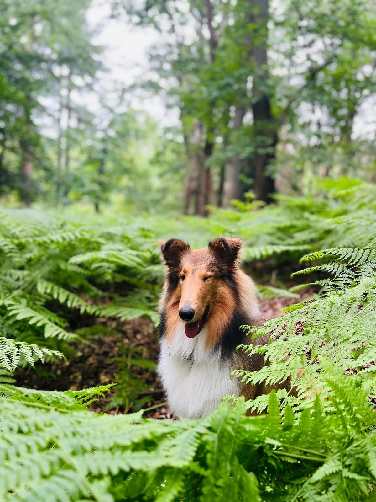 Een Shetland Sheepdog in een bos met groene varens en bomen