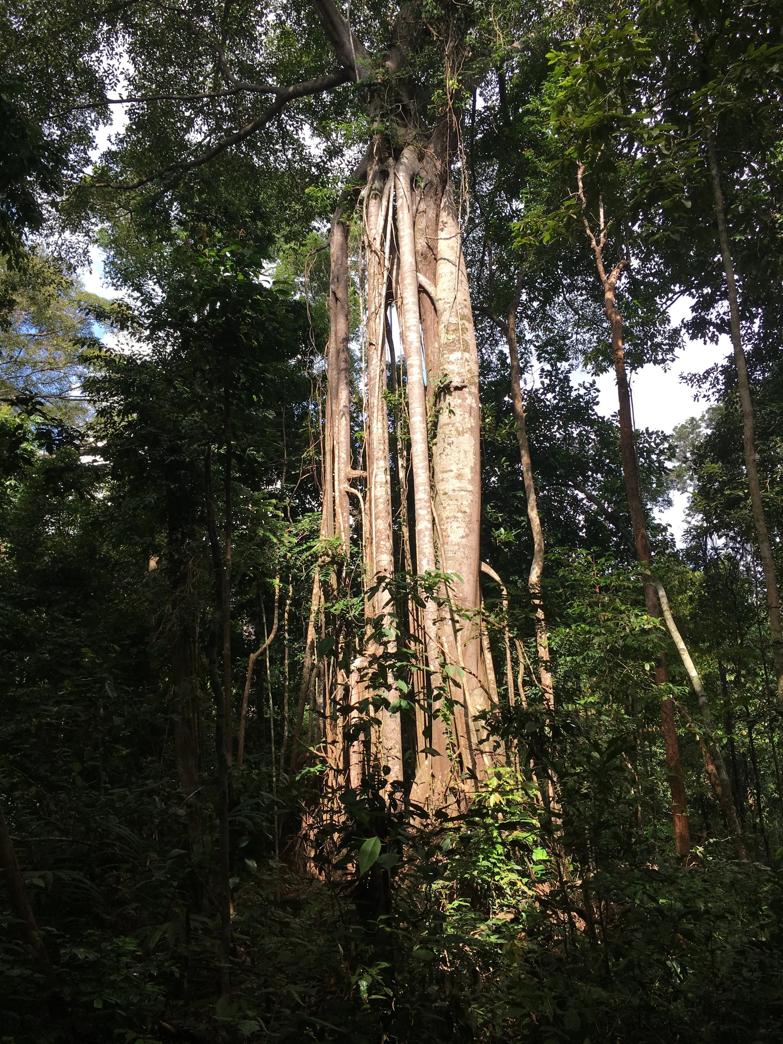 A sunlit tropical forest tree rising through a dense green canopy.