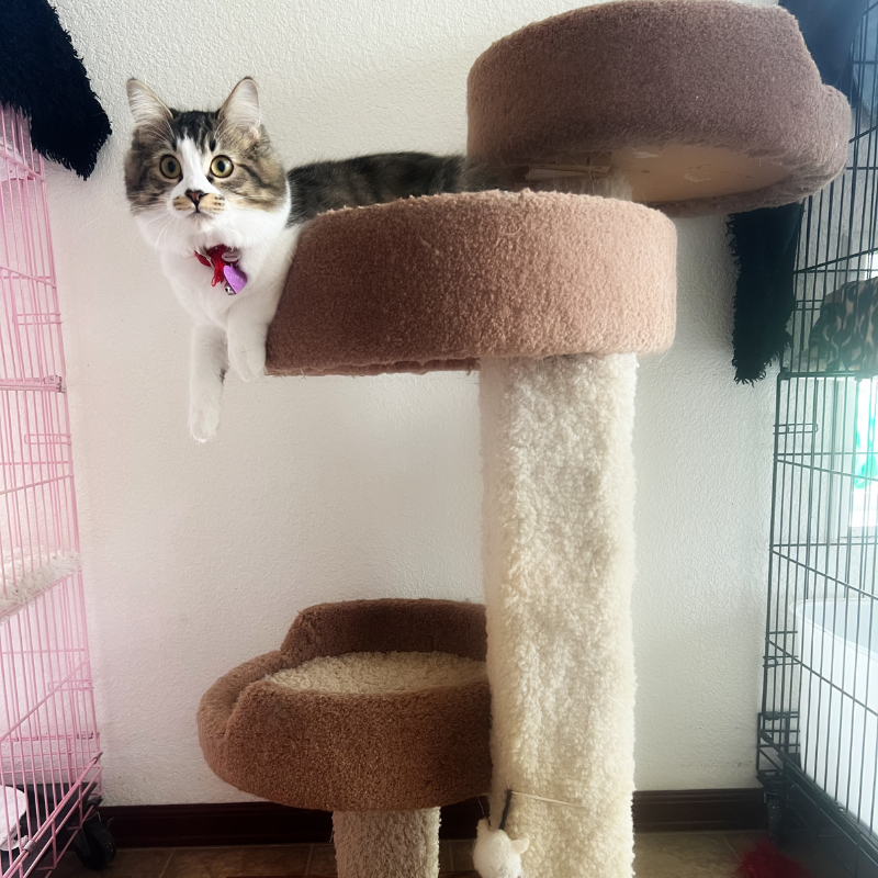 Cat-hanging-out (1).png