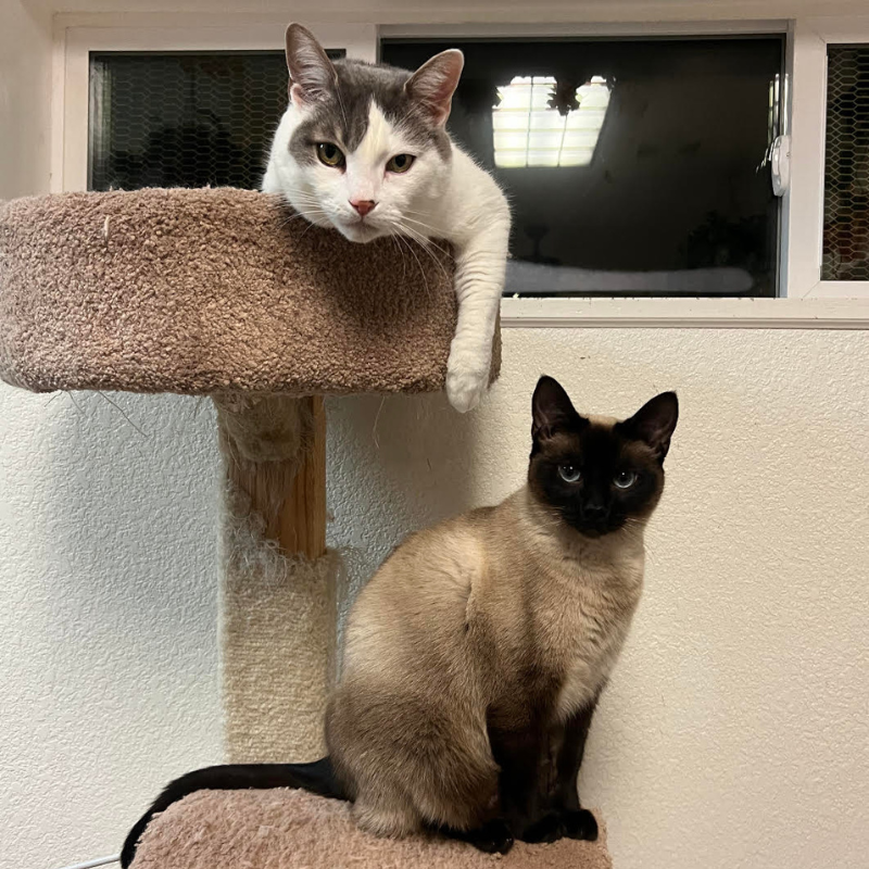 Cat_Sitting_in_Harbor_County_Washington_The_Country_Inn_For_Cats (2).png