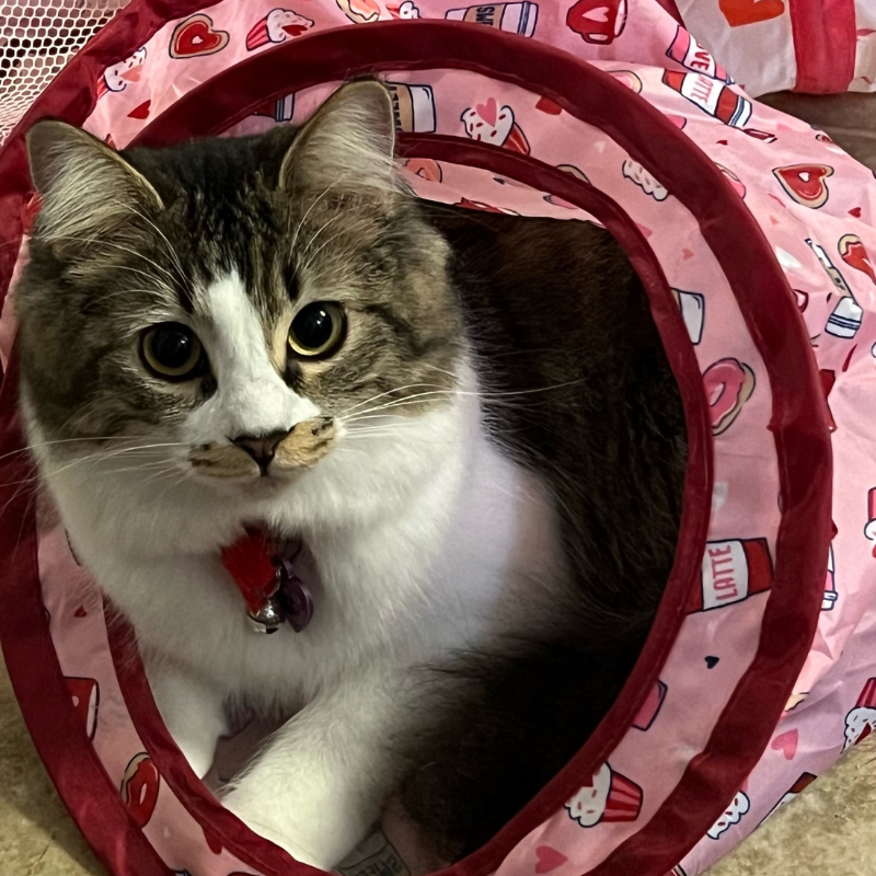 The-Country-Inn-For-Cats-2.png