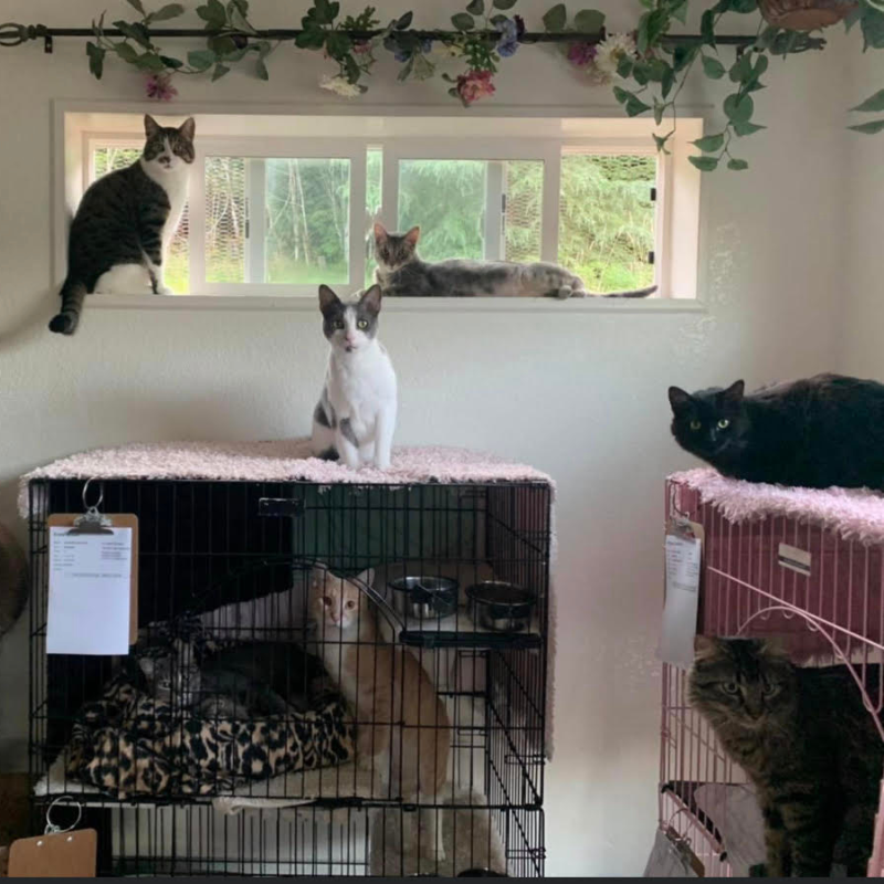 Cat-Care-in-Montesano-WA-The-Country-Inn-For-Cats.png